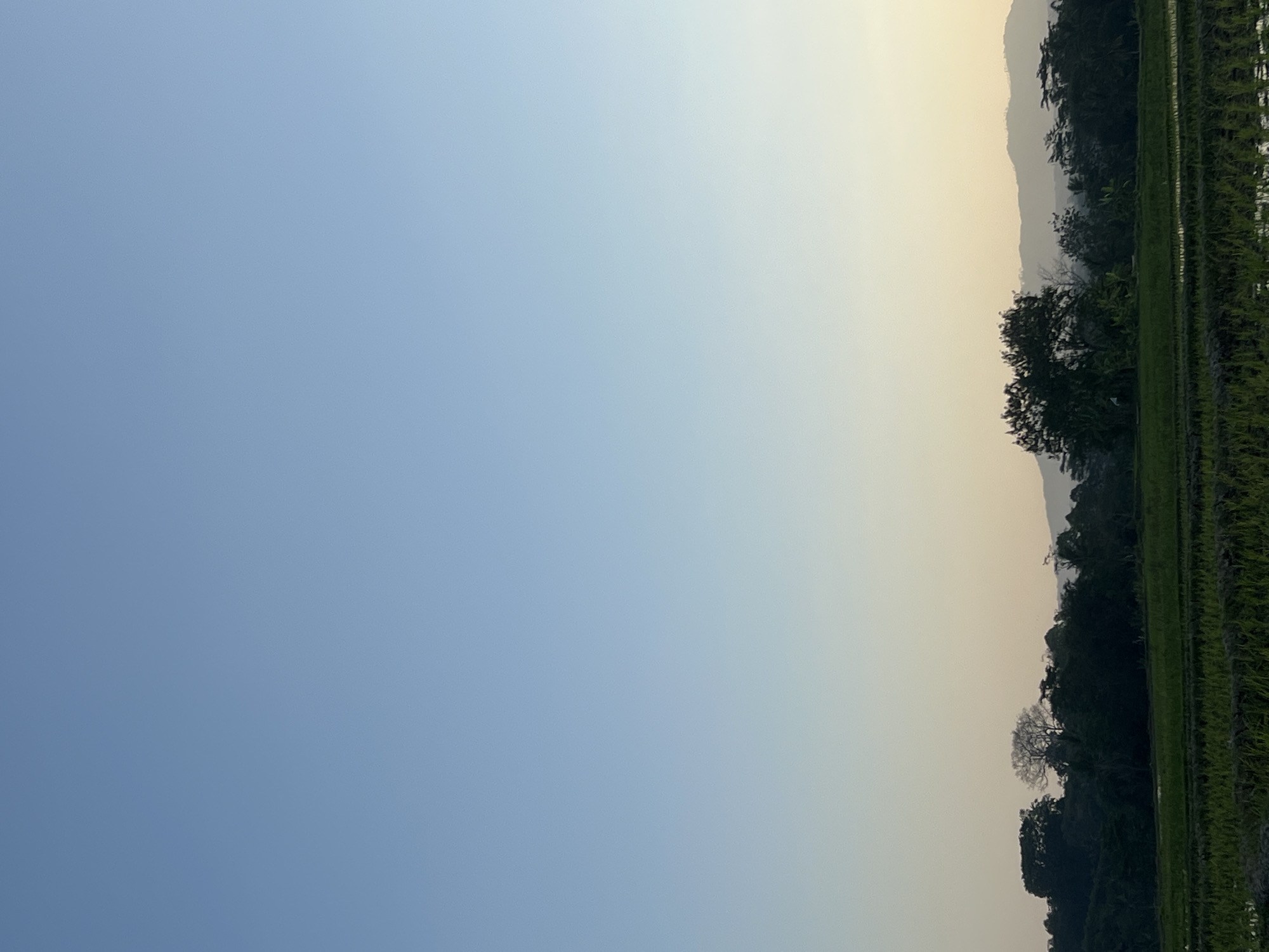 The image depicts a serene rural landscape at what appears to be dusk or dawn, with a clear gradient of pale blue sky fading into a soft yellow horizon. In the foreground, terraced rice paddies are visible, their green hues vibrant against the darkening soil. A line of dense trees forms a dark silhouette against the sky, interspersed with some taller, more sparsely leafed trees. In the far distance, hazy mountains create a layered backdrop. The scene suggests a tranquil agricultural setting in the village of Kalijoso, Indonesia. There are no people or active events visible in the image.