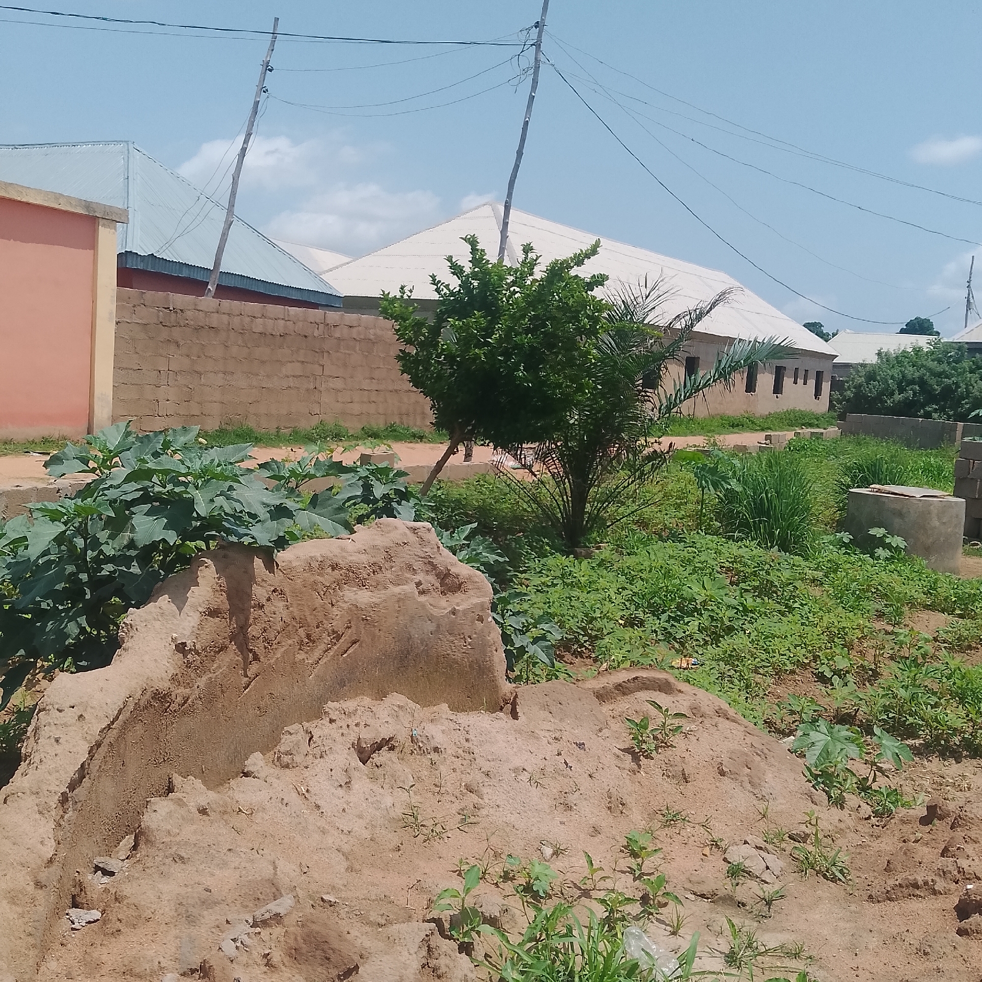 The image depicts an outdoor scene in Jalingo, Nigeria, featuring a partially constructed or undeveloped area with elements of a residential neighborhood. In the foreground, there is a mound of reddish-brown earth, uneven and textured, with sparse, small green plants growing from it. To the left of the mound, large, dark green, broad-leafed plants are visible. Behind this, a light orange building with a cream-colored trim is partially visible, bordered by a low, light brown brick wall.
Further back, a larger building with a white corrugated metal roof is prominent. This building has a light brown brick exterior and multiple dark rectangular openings that appear to be windows or doorways. Adjacent to this, more vegetation, including leafy trees and palm fronds, is present. Several utility poles with numerous wires strung between them are visible against a bright blue sky with scattered white clouds.
To the right of the white-roofed building, another residential structure with a similar white roof and light brown walls is seen. In the middle ground, there is a concrete structure, possibly a well or a water tank, with a lighter gray lid. Surrounding this well are patches of tall, green grass and other low-lying green plants. In the far right of the image, more brick structures and dense green foliage are apparent. The overall impression is of a developing or somewhat rustic area within a city.