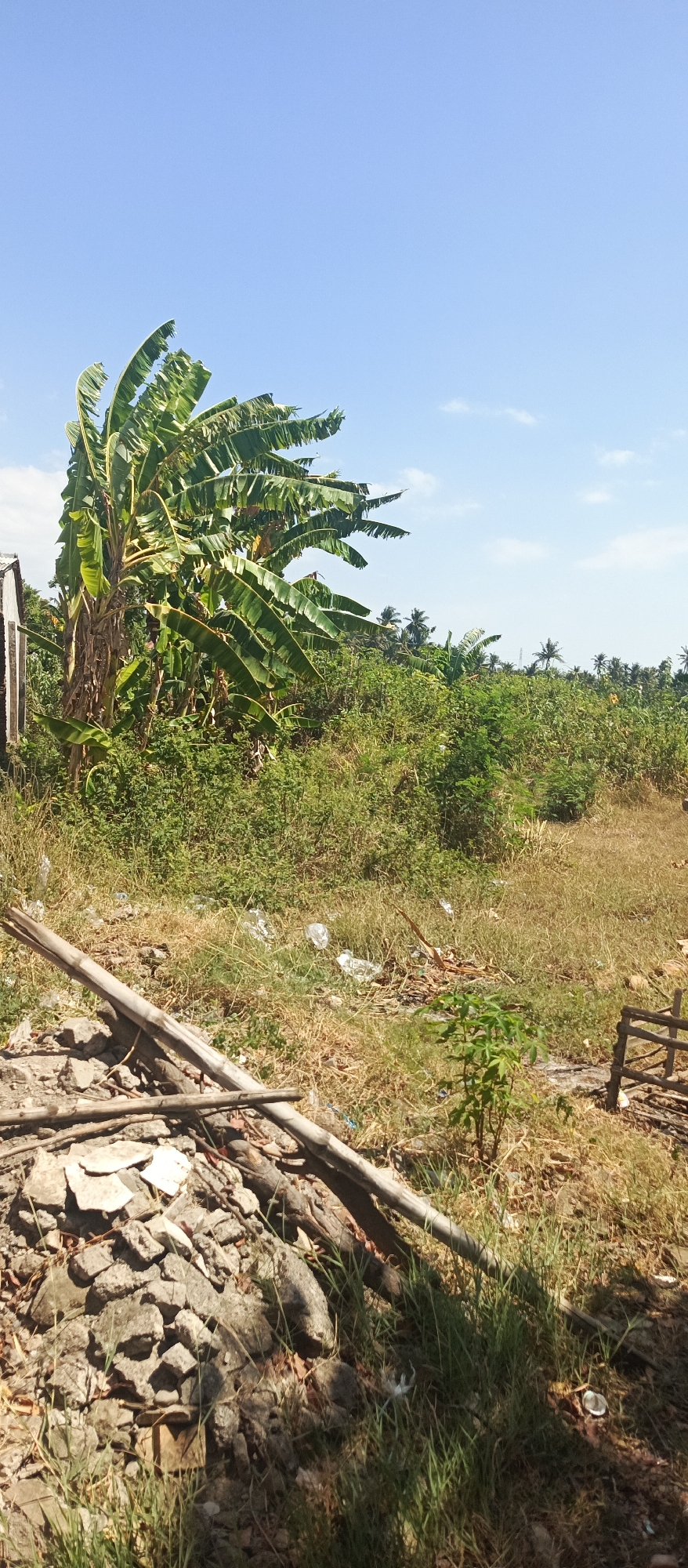 A rural scene in Jatisari, Indonesia, under a clear blue sky, features a large banana tree with its fronds rustling in the wind. In the foreground, there is a pile of debris including broken concrete, stones, and wooden logs. The ground is covered with dry grass, some scattered plastic waste, and a small green plant. A wooden fence post is visible on the right side of the image. The background consists of dense green vegetation and a line of palm trees. The image captures a natural, somewhat unkempt outdoor environment.