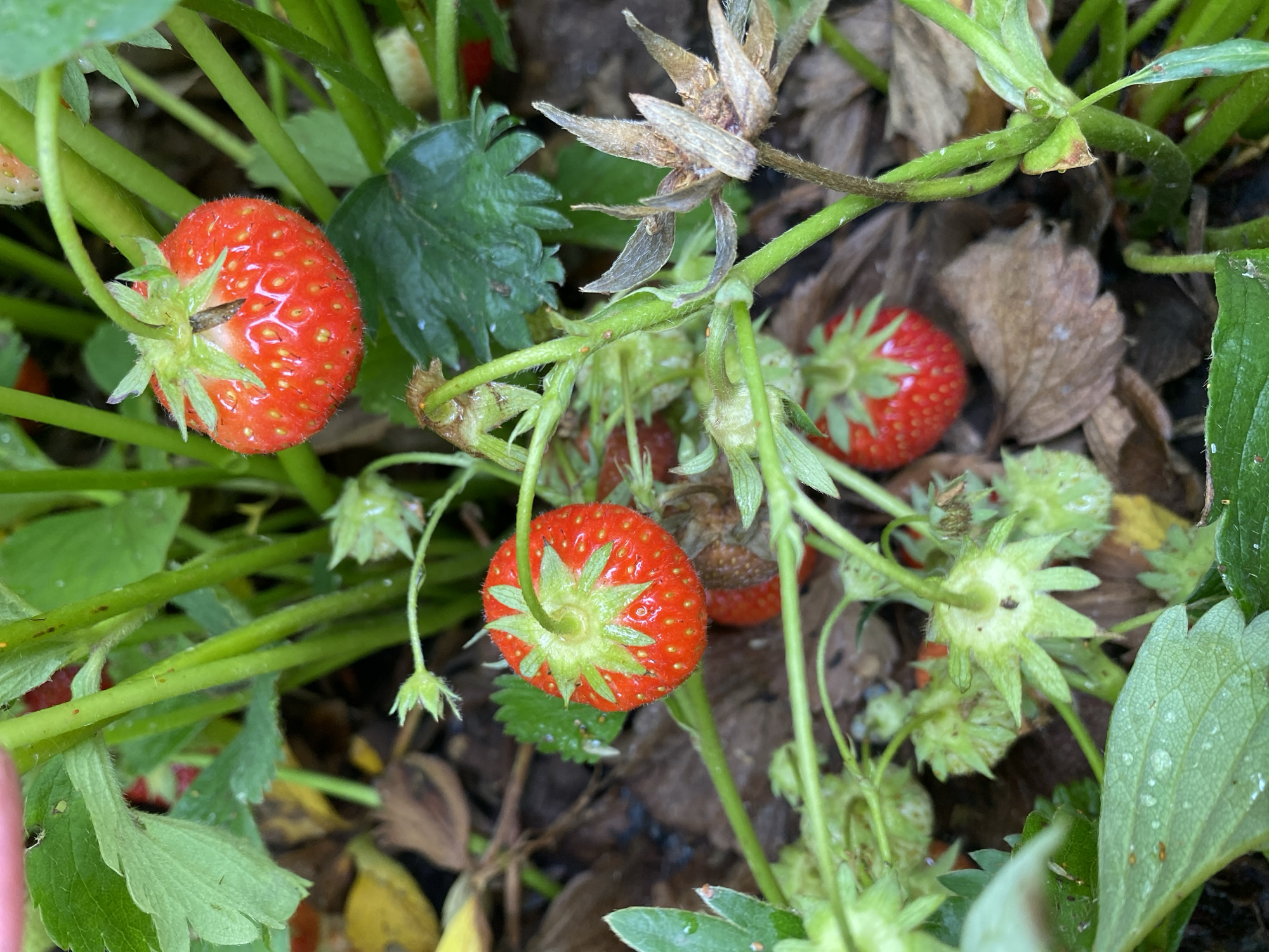 The image displays a close-up view of a strawberry plant with several ripe and unripe strawberries. The ripe strawberries are bright red with visible seeds, while the unripe ones are green and smaller. The plants have green leaves and stems, and the ground around them is covered with brown leaves and soil. The scene appears to be outdoors, likely in a garden or a field. There are no people or animals visible in the image. The lighting suggests it is daytime. The image does not contain any information about its specific location in Roudnice nad Labem, Czechia.
