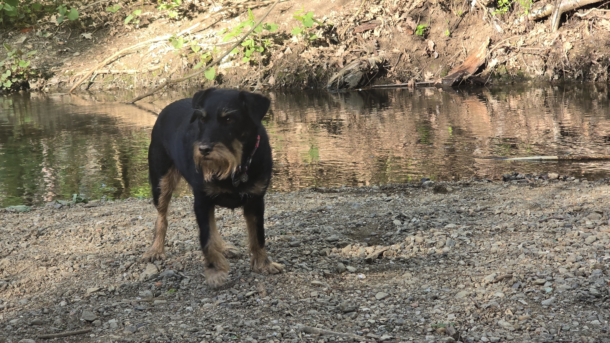 An outdoor, eye-level, full shot features a black and tan dog, likely a German Jagdterrier, standing calmly on a gravelly bank next to a body of water. The dog is positioned slightly left of center, facing forward with an observant expression. It has a distinctive scruffy beard and eyebrows, and tan markings on its muzzle and lower legs. A reddish collar with a small tag is visible around its neck.
The scene depicts a natural environment, likely a stream or river, with the water reflecting the sunlight and the surrounding foliage in warm, golden-brown and green tones. The far bank is composed of dirt, fallen leaves, exposed roots, and sparse green vegetation. The immediate foreground and the ground where the dog stands are covered in light-colored pebbles and gravel.
The lighting suggests it is daytime, with clear, sunny weather, possibly morning or late afternoon, as indicated by the warm light reflecting on the water. The dog appears calm, simply standing by the water's edge. No specific dynamic activity is taking place. No visible text can be discerned in the image. The location context is Sofia, Bulgaria.