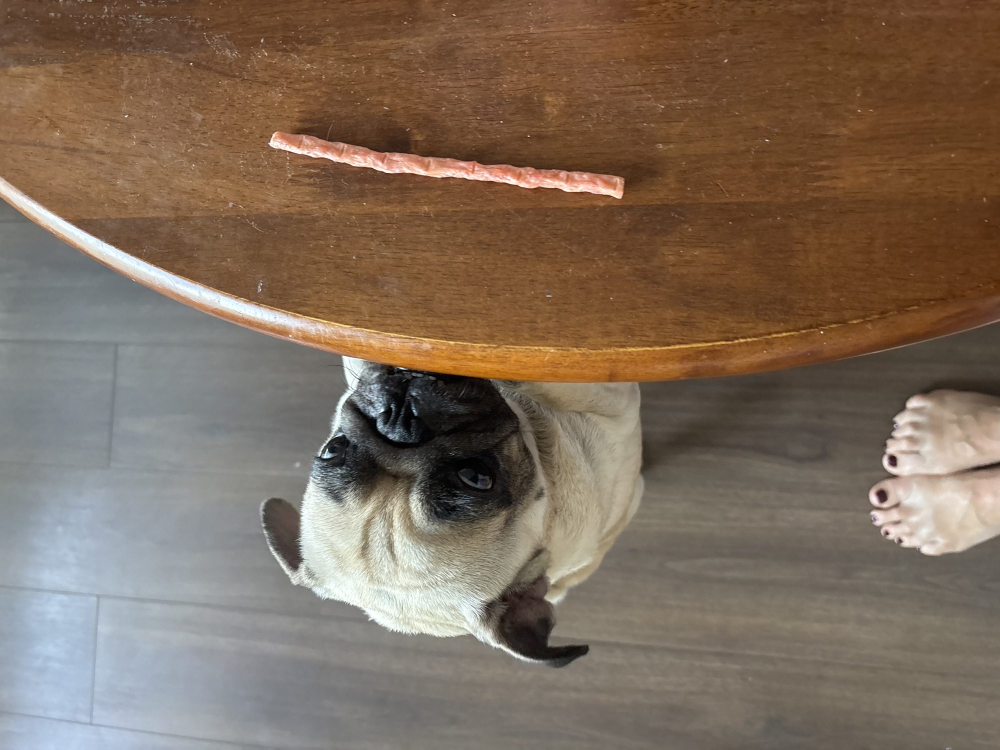 The image shows a pug looking up at a table. On the table, there is a dog treat. In the background, a person's feet are visible. The scene is indoors, with a wooden floor and table. The lighting suggests it is daytime. The pug appears curious and attentive, likely anticipating being given the treat. The overall mood is casual and domestic.