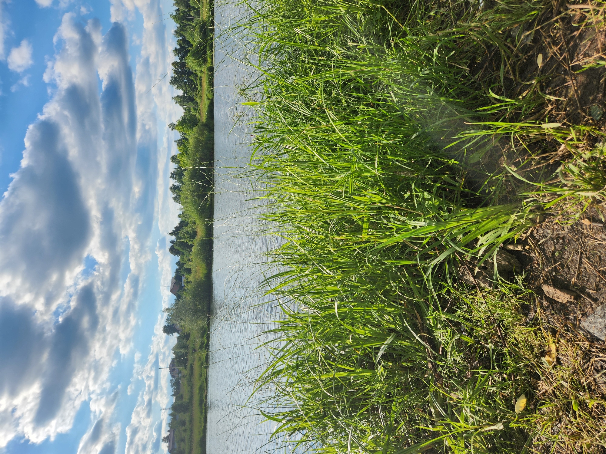 This image depicts a waterscape with a focus on lush green grass in the foreground and a body of water extending into the distance. The sky is a vibrant blue with scattered white and gray clouds, suggesting a pleasant, possibly breezy, day. The time of day appears to be midday or early afternoon, given the brightness of the sunlight.
The scene is set along the bank of a calm body of water, likely a lake or a wide river, reflecting the sky. On the far bank, a line of trees and greenery forms a natural boundary. Scattered among the trees are houses with red and brown roofs, indicating a rural or semi-rural residential area. The presence of these structures, coupled with the specific location context of Vniissok, Russia, suggests a peaceful, natural environment close to human habitation.
The foreground is dominated by tall, vibrant green grass, some of which leans towards the water. The texture of the grass is detailed, showing individual blades and some taller, seed-bearing stalks. The ground beneath the grass is dark soil, with visible debris like twigs and dried leaves, hinting at the natural, unmanicured state of the area.
No people or specific objects are clearly identifiable as subjects of activity. The image captures a serene moment, emphasizing the natural beauty of the landscape. The overall mood is tranquil and inviting, highlighting the interplay between the sky, water, and vegetation. There is no visible text in the image.