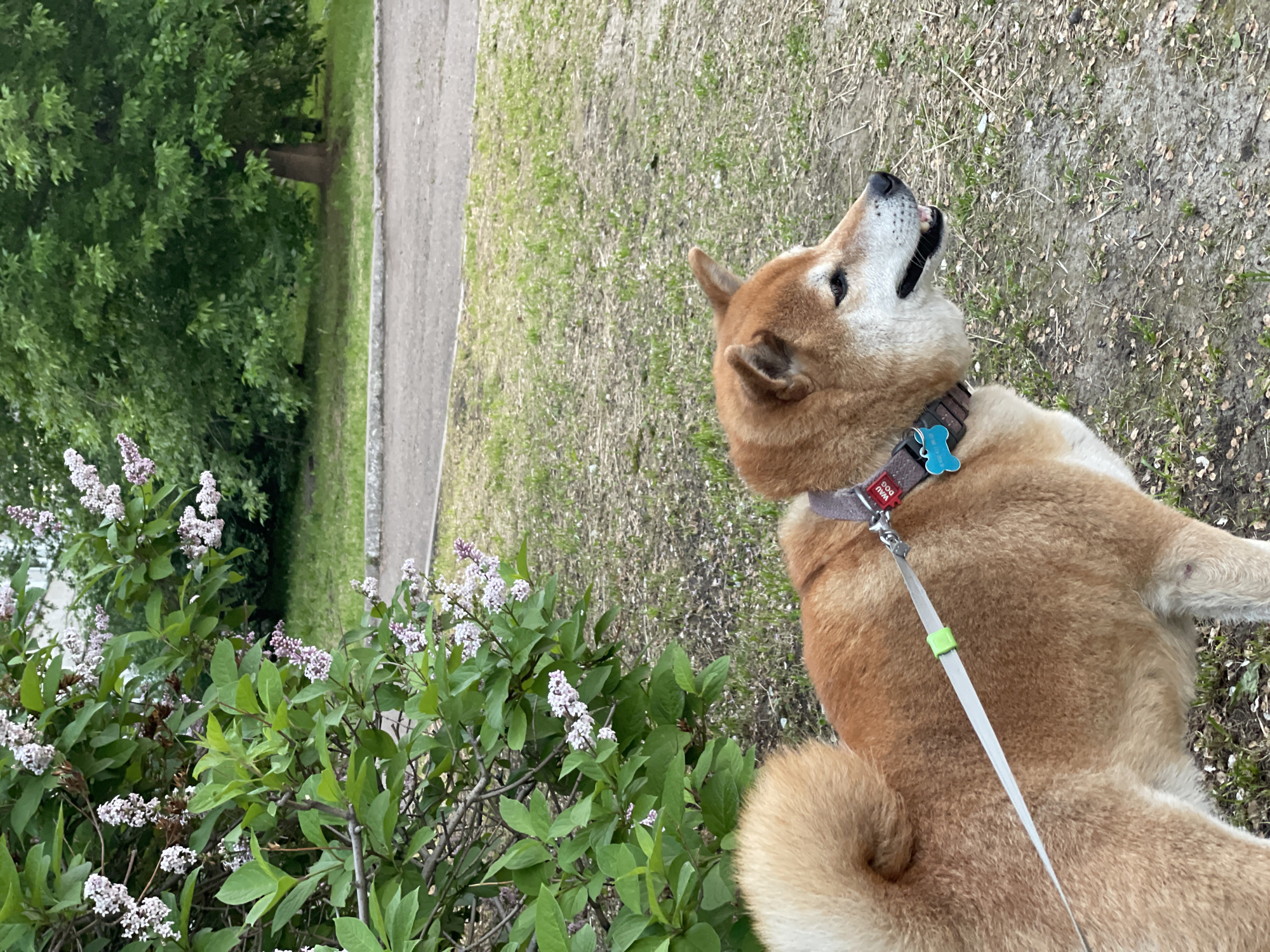 The image shows a Shiba Inu dog with reddish-brown fur, wearing a collar with a blue tag and a leash attached, standing on a patch of dry grass and dirt. To the left of the dog is a bush with green leaves and clusters of small, pale purple flowers. In the background, there is a paved path, a lawn, and a large deciduous tree with dense green foliage. The scene appears to be an outdoor urban environment, possibly a park or a residential area, in Zheleznogorsk, Russia, given the presence of a paved path and a tree consistent with the local flora. The lighting suggests it is daytime.