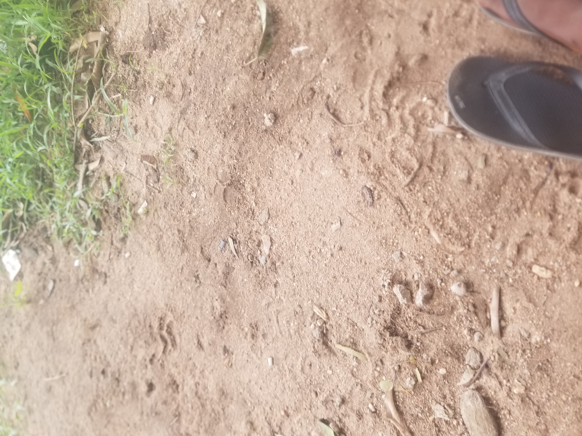 In the city of Jauro Yinu, Nigeria, a close-up, ground-level view captures a sandy, dirt path. The path is littered with small pebbles and dried leaves, with sparse green grass growing along the upper edge. In the foreground, a person's feet are visible, wearing dark flip-flops. The overall impression is of an outdoor, unpaved area.