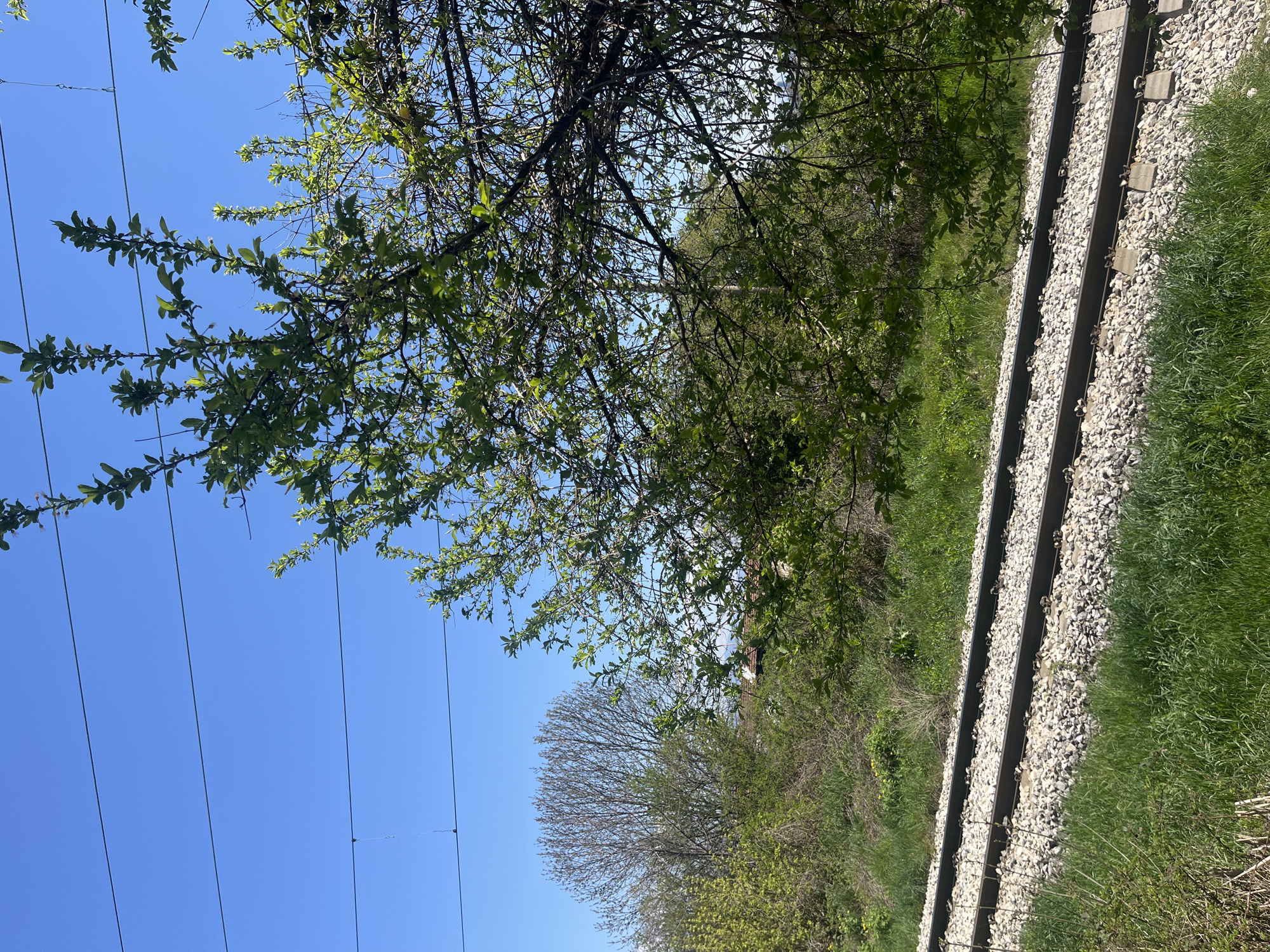 The image shows a railway track in Sofia, Bulgaria. The tracks run diagonally from the upper right to the lower right of the frame, surrounded by gravel and green grass. Vegetation, including trees and bushes, flanks the tracks. Overhead, tree branches with fresh green leaves are visible against a clear blue sky. Power lines stretch across the sky in the upper left corner.