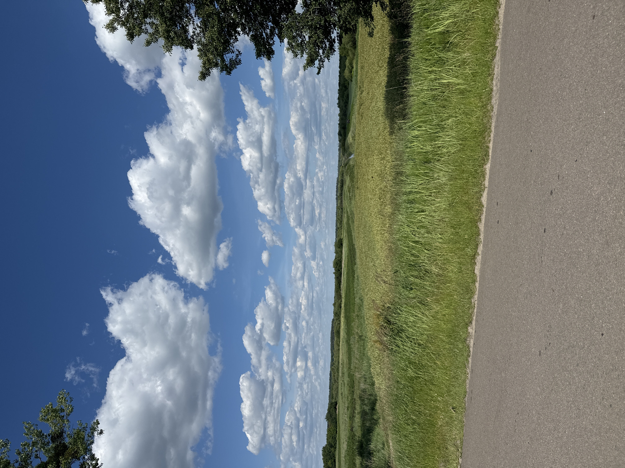 The image depicts an outdoor scene, likely in Dovhe, Ukraine, on a sunny day with scattered white clouds against a vibrant blue sky. The perspective is from a road, looking towards a vast, green field.
To the left, the sky is the dominant element, filled with fluffy cumulus clouds. The tops of trees with dark green foliage are visible at the very top left of the frame, suggesting the presence of a wooded area bordering the scene.
The field stretches out to the right of the road and appears to be composed of tall, green grass or crops. A thin line of trees forms a distant horizon line, separating the field from the sky. The road itself is paved with asphalt and takes up the right side of the image, with a clear demarcation between the road and the grassy verge.
The lighting suggests it is daytime, possibly late morning or afternoon, given the brightness and the clear blue sky. There is no activity or event visibly taking place; the image captures a still, natural landscape. No people, objects, or text are discernible within the frame. The overall mood conveyed is one of serenity and natural beauty.