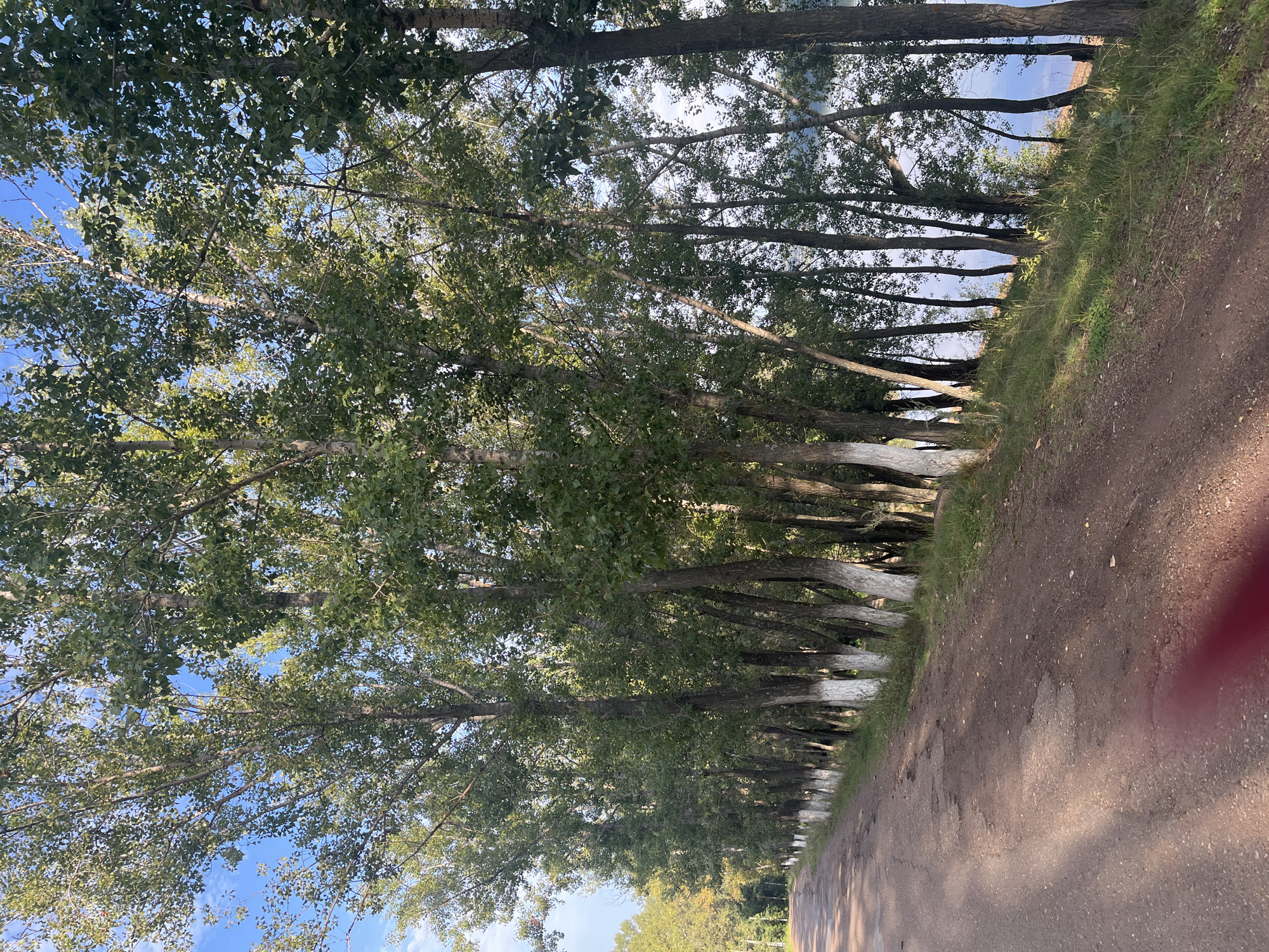 The image shows a roadside lined with tall trees with whitewashed lower trunks, suggesting an urban or suburban setting. The road is unpaved and appears to be in a state of disrepair, with visible potholes and a dirt surface. The trees are densely packed, creating a green canopy overhead, and are positioned on a grassy embankment to the right of the road. Beyond the trees on the right, a body of water, possibly a river or lake, is visible under a bright sky with scattered clouds. The sunlight casts shadows on the road, indicating it is daytime. The overall scene suggests a natural or semi-natural environment bordering a road. There are no people or animals present in the image. The presence of whitewashed tree trunks is a common practice in many countries for pest control and to protect against frost damage, and is often seen along roadsides. The image is consistent with a location in Ufa, Russia, where such tree-lining and road conditions can be found.