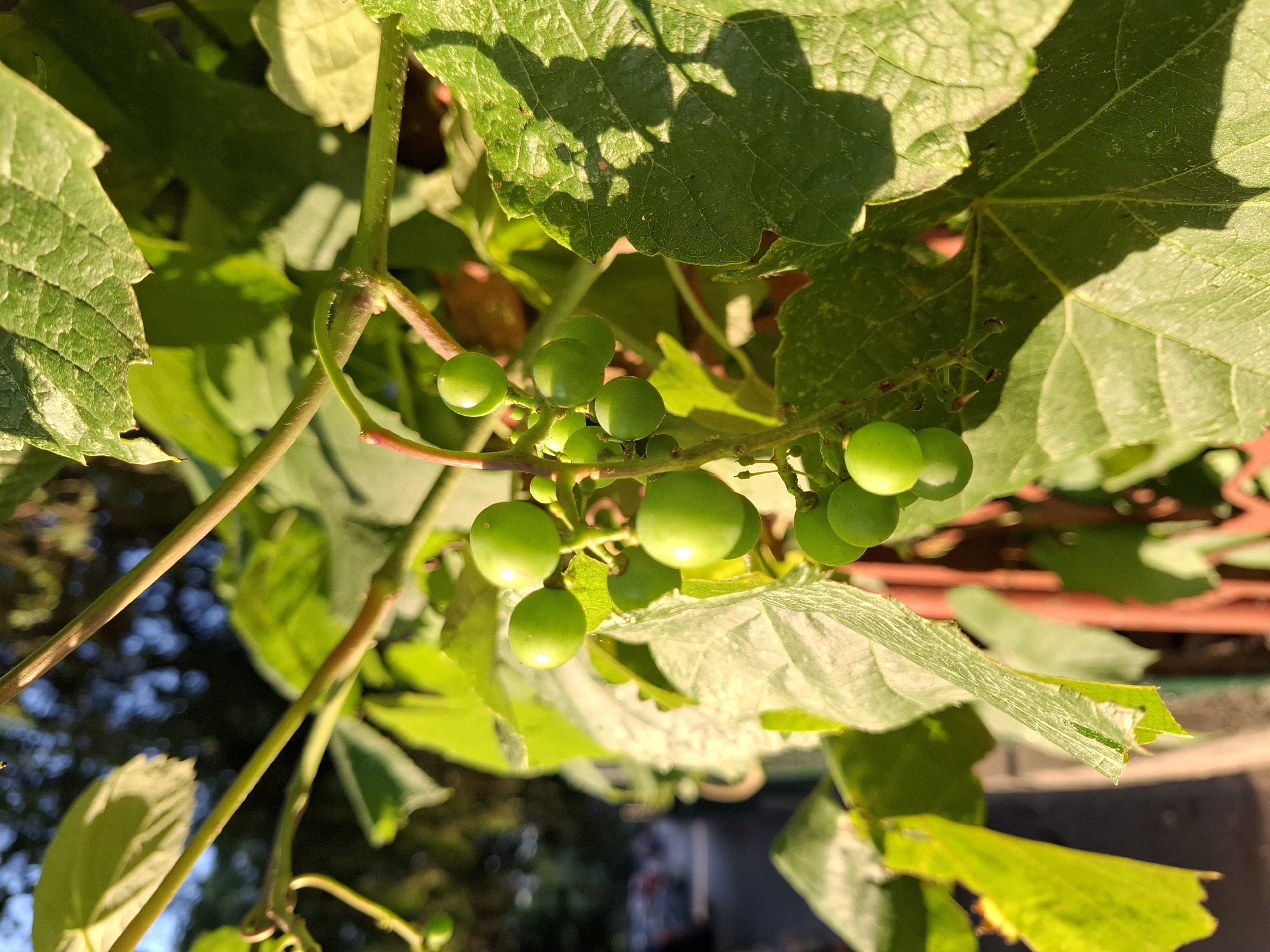 A close-up, eye-level shot captures a cluster of unripe green grapes hanging from a vine amidst lush green leaves. The grapes are round and smooth, with a subtle sheen from the sunlight. The leaves are broad and textured, with visible veins and some slight damage along the edges. The vine itself is thin and green, with small reddish-brown nodes where the grapes are attached. In the background, the scene is blurred, revealing hints of a sun-drenched outdoor environment. Out-of-focus trees and foliage suggest a natural setting, possibly a garden or park. In the far background, the indistinct shapes of vehicles and a building suggest an urban or suburban location. The lighting is bright, with strong sunlight casting shadows on the leaves, indicating it is likely daytime, possibly late afternoon given the warm tones. The scene appears to be located in an outdoor setting within Zemun Urban Municipality, Serbia, with the presence of both natural elements like the grape vine and hints of the urban environment.