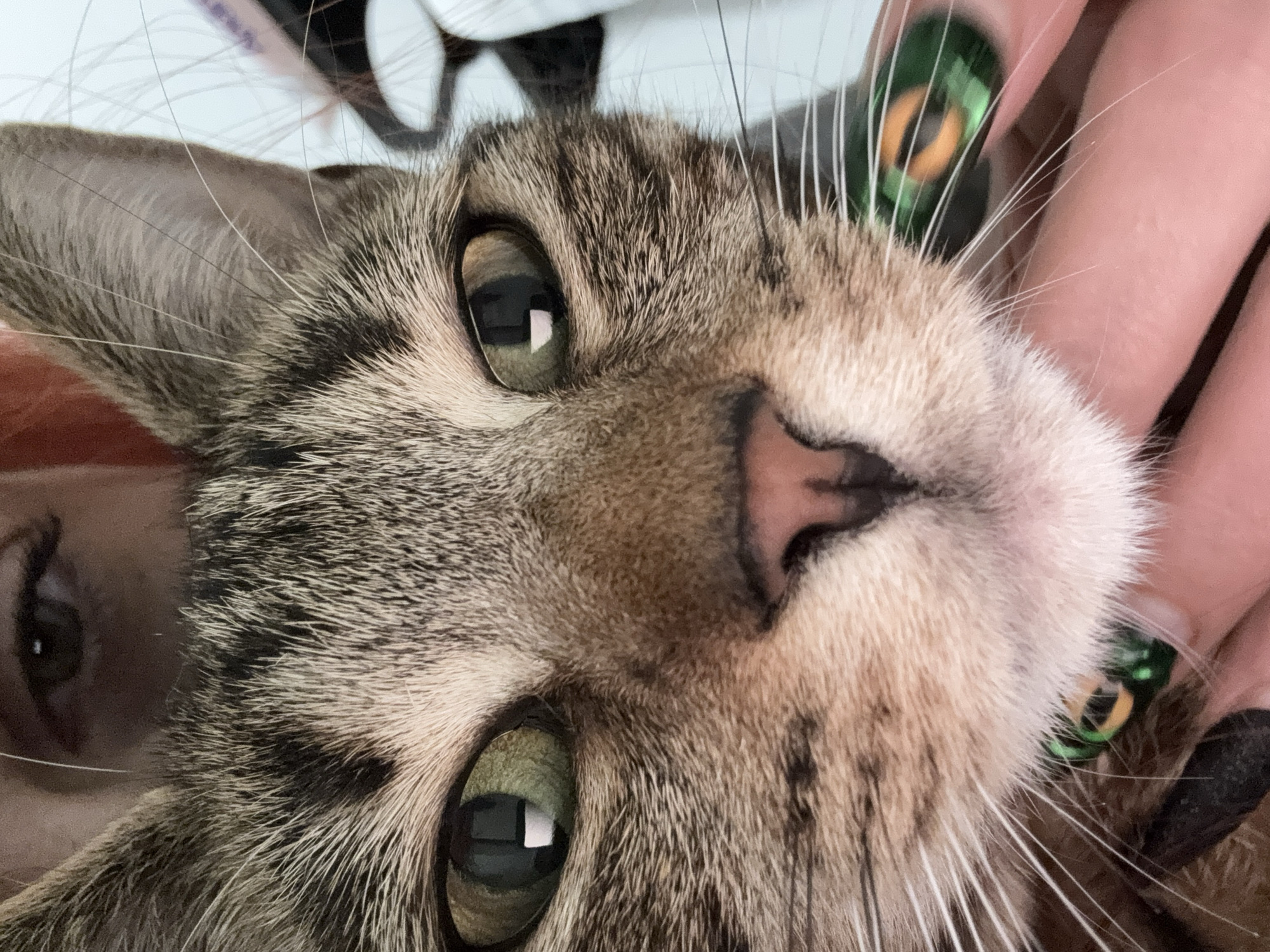 A close-up image of a tabby cat's face fills most of the frame, with a woman's face and hand partially visible at the edges. The cat's head is angled downwards, showing its green eyes, pink nose, and white whiskers. The woman's face is visible on the left, showing her eye, while her hand is on the right, with fingers adorned with green and black nail polish. The background appears to be a light, neutral color. There is no discernable information about Desborough, United Kingdom.