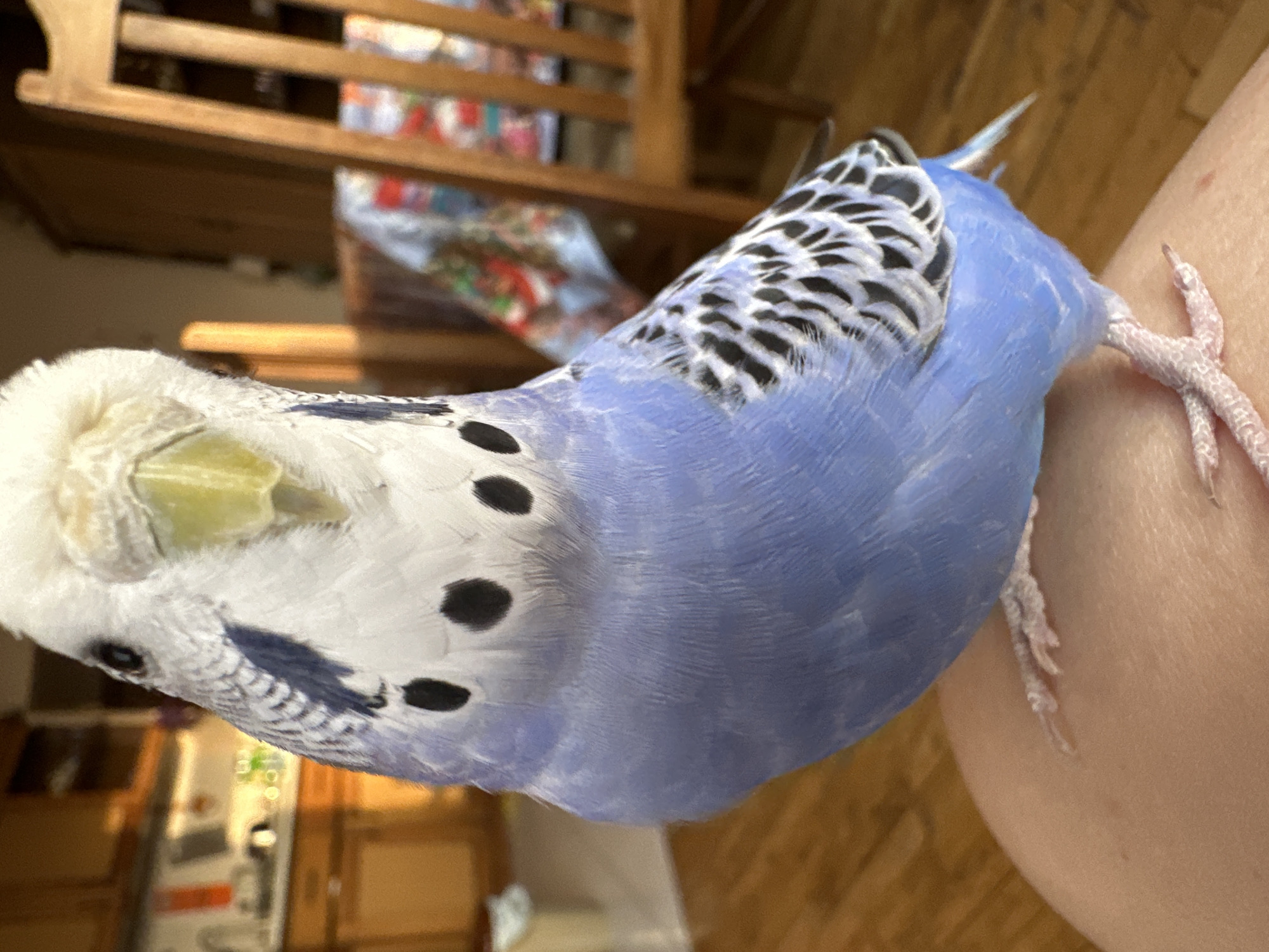 A close-up, eye-level shot shows a blue and white budgie perched on a person's leg in an indoor setting. The budgie is facing forward, with its head tilted slightly to the left and its beak pointing towards the camera. Its body is predominantly light blue, with white feathers on its head and chest. Black spots are visible on its throat, and its wings display a pattern of black and white stripes. The budgie's feet, which are pale pink and have visible toes, grip the person's leg. The background is blurred, but suggests a domestic environment with wooden flooring, kitchen cabinets, and a wooden chair. The lighting is natural and appears to be from a window.