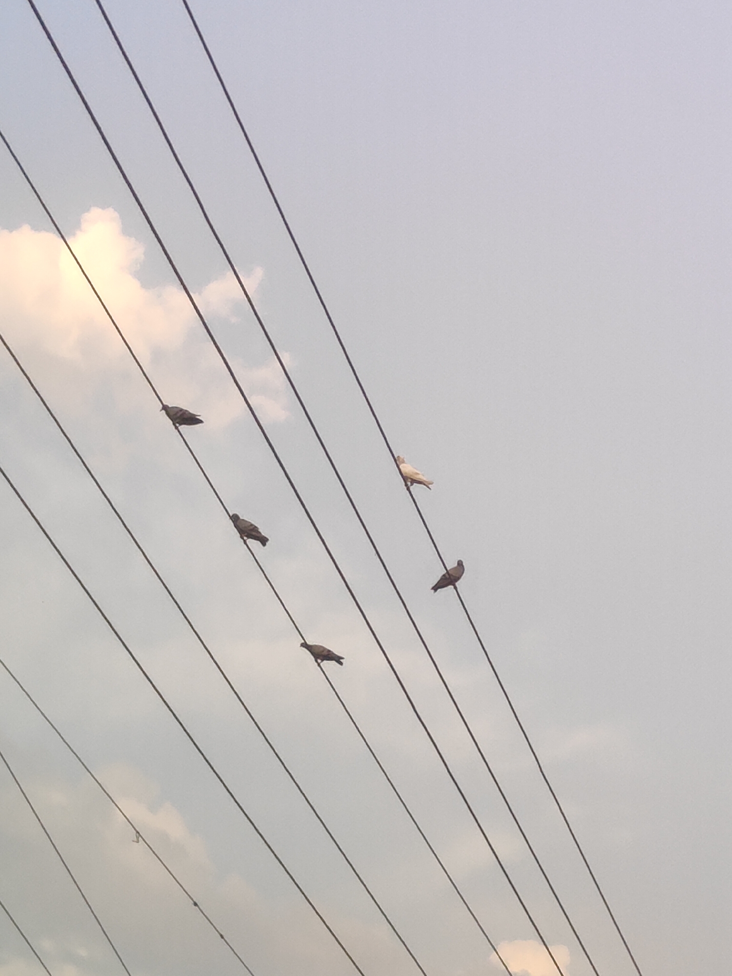Six pigeons are perched on multiple parallel power lines against a pale, cloudy sky. One white pigeon is positioned higher and to the right of the group, while five darker pigeons are spread out below and to the left. The power lines are angled diagonally from the upper left to the lower right of the frame. The scene appears to be outdoors, likely in an urban or suburban setting given the presence of power lines. The lighting suggests it may be daytime, possibly late afternoon or early morning due to the soft, diffused light. There is a hint of a cloud illuminated by sunlight in the upper left quadrant of the image. The image was taken in Gurgaon, India.