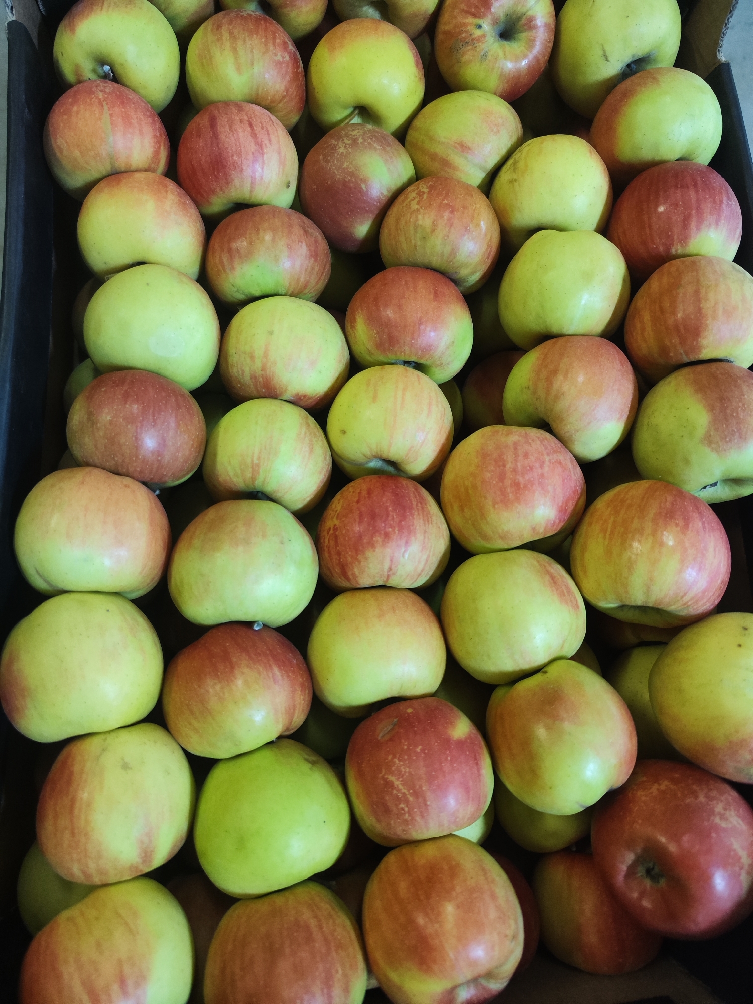 The image shows a box filled with numerous apples. The apples are mostly yellowish-green with red blush. They are arranged in a dense, orderly fashion within the box. The box appears to be made of dark material. The location in the city of Chaikovsky, Russia is not evident in the image.