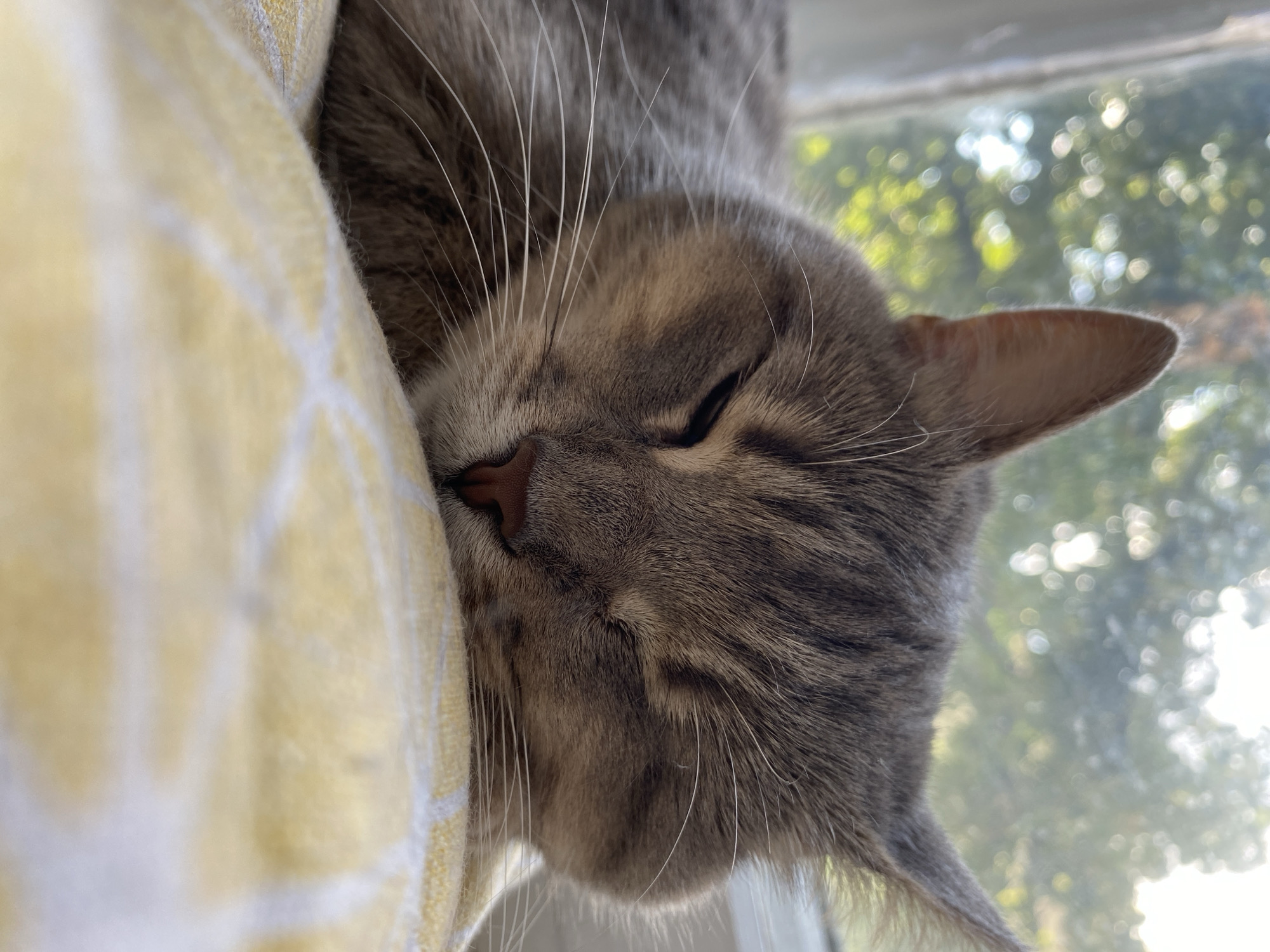 A close-up, eye-level shot shows a grey tabby cat sleeping soundly on a yellow patterned cushion. The cat's eyes are closed, and its head is resting on the cushion. Sunlight filters in from a window in the background, illuminating the cat's fur and casting a soft glow on the scene. The leaves of trees are visible through the window, creating a blurry, natural backdrop.