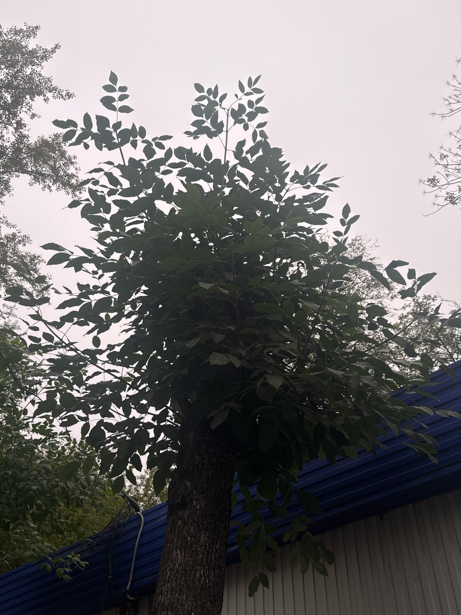 The image shows a tree with dense green foliage growing next to a building with a blue corrugated metal roof and light-colored vertical siding. The sky is overcast and hazy. Various electrical wires are visible attached to the side of the building and near the tree trunk. The image is taken from a low angle, looking up at the tree and the sky. The overall scene suggests an outdoor setting, possibly in a residential or urban area. There are no people or animals visible in the frame. The specific location in Ulyanovsk, Russia, cannot be determined from the visual information alone.