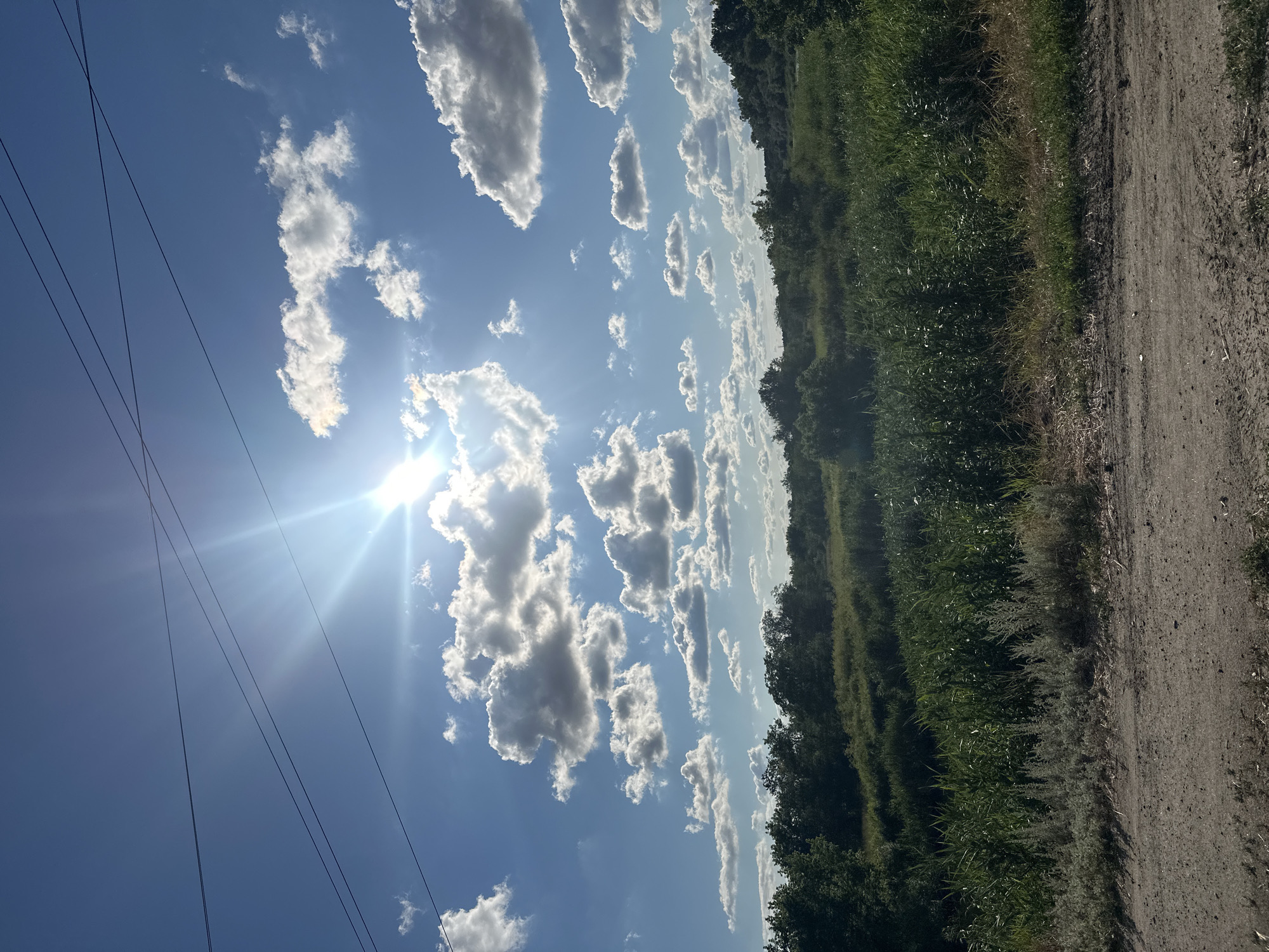 A wide-angle, low-angle, vertical shot captures a sunlit sky filled with scattered clouds above a lush, green landscape. The sun, partially obscured by a cloud, shines brightly in the upper left quadrant of the sky, casting a visible sunburst. Several dark power lines traverse the sky from left to right. Below the sky, the landscape is dominated by dense green foliage, including tall reeds and scattered trees, creating a sense of natural abundance. A dirt road occupies the foreground, its rough texture and tire tracks indicating recent use. The overall impression is one of a bright, clear day in a rural or natural setting.