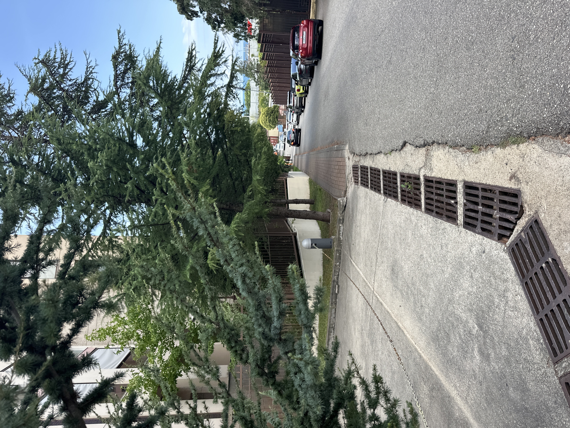 The image depicts a street scene in Sochi, Russia, characterized by a residential building on the left, a sidewalk, a street lined with parked cars, and lush greenery from mature pine trees. The sidewalk is paved with brick and features prominent drainage grates. Several cars are parked along the right side of the asphalt road, with a red SUV in the foreground. The sky is clear blue, suggesting a pleasant day. The overall impression is one of a tranquil, well-maintained urban environment with a strong presence of nature.