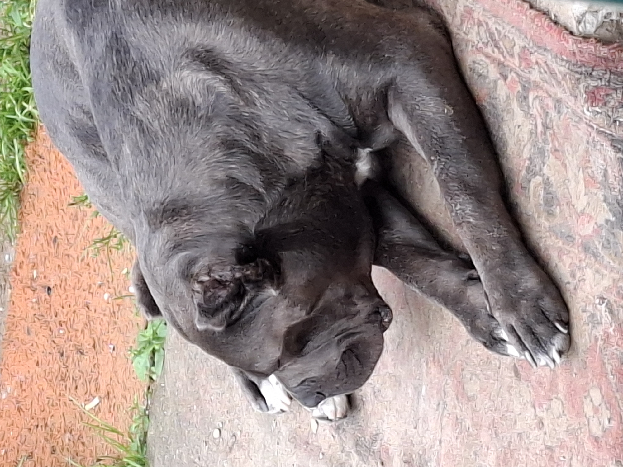 A grey dog is lying down on a rug outdoors. The dog's head is turned to the left and its eyes are closed. The dog's paws are in front of it. The rug is on the ground and there is some grass and dirt in the background. The dog appears to be a Cane Corso, judging by its muscular build and facial features. There is no indication of the dog's location in Pavlovsky Posad, Russia.