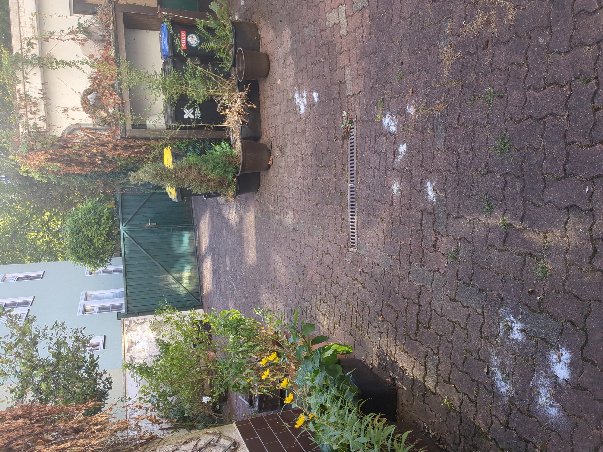 A paved courtyard in Nordhausen, Germany, features a green metal gate in the background, leading to a residential building with a light green facade. To the right of the gate, a wooden structure houses three large black trash bins and one yellow bin. Various potted plants are scattered throughout the courtyard, with a prominent display of yellow-flowering plants in a large black planter on the left. The ground is covered with red interlocking pavers, and a drain grate is visible in the center. Several small white splotches are present on the pavement, appearing to be scattered debris.