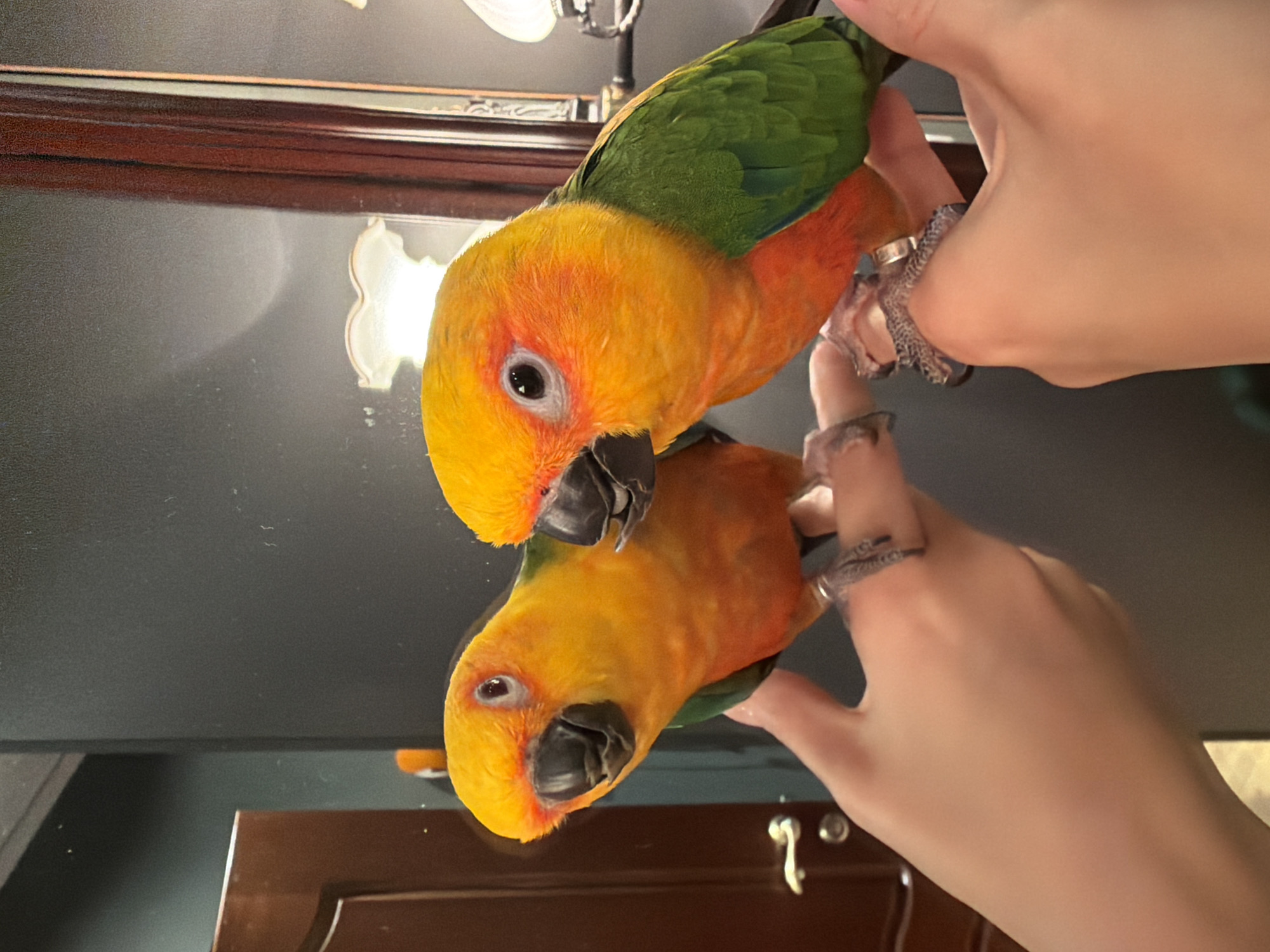 A close-up shot shows a parrot perched on a person's hand in front of a mirrored surface. The parrot has a vibrant orange head transitioning into a green back and wings. Its feet are gripping the person's fingers, which are adorned with rings. The mirror reflects the parrot, hand, and part of what appears to be furniture, likely a wooden cabinet, beneath a dark ceiling. The scene is indoors and well-lit, but there is no indication of the location in the city of Khimki, Russia.