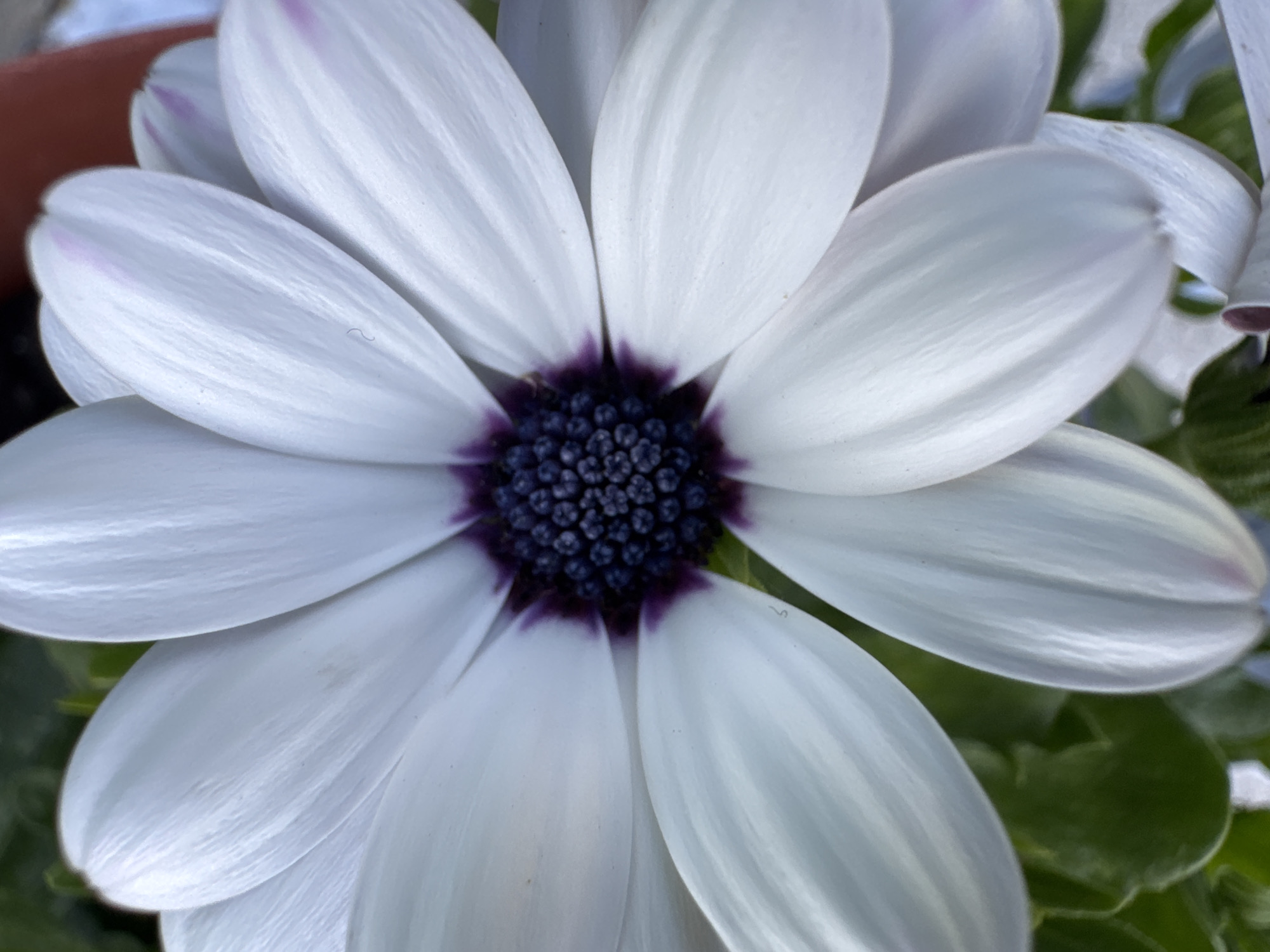 A close-up, top-down view of a white daisy with a dark purple center. The petals are broad and slightly curved, with visible veins. The center of the flower is densely packed with small, dark florets. The background is softly blurred, showing hints of green foliage and a reddish-brown pot. There is no indication of the location being in Pănășești, Moldova, as the image is a natural close-up of a flower without any identifying landmarks or contextual elements.