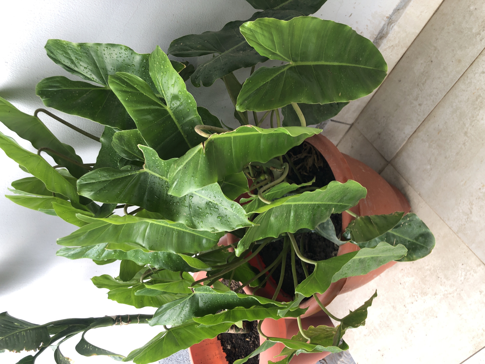 The image shows a close-up, overhead view of a potted plant with large, green leaves. Water droplets are visible on the leaves. The plant is in a brown pot, which is resting on a tiled floor. A white wall is visible in the background. The location is Jos, Nigeria.
