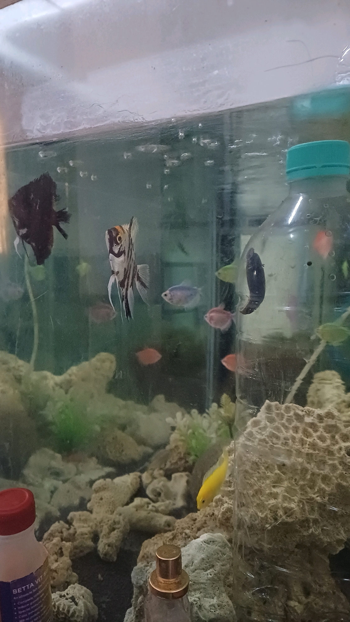 The image depicts an aquarium with several fish, aquatic plants, and decorations, including a large, textured rock formation and a partially submerged plastic bottle. The water is slightly cloudy, with small bubbles visible on the surface and suspended in the water column.
In the foreground, a yellow fish is swimming near the bottom of the tank amongst rocks and plants. To the left, a bottle with a red cap and text labeling it "BETTA VIT S" is visible, likely a fish supplement. In the center of the image, an angelfish with black and white stripes is prominent. To its left, a dark-colored fish with black and white markings is partially visible. Several smaller, lighter-colored fish are dispersed throughout the tank.
The background shows more rocks and aquatic plants. A clear plastic bottle with a green cap is positioned on the right side of the tank, partially filled with water and appearing to be used as an additional decorative element or part of the filtration system. The overall impression is that of a home aquarium.
This image was captured in Gunung Putri, Indonesia.
