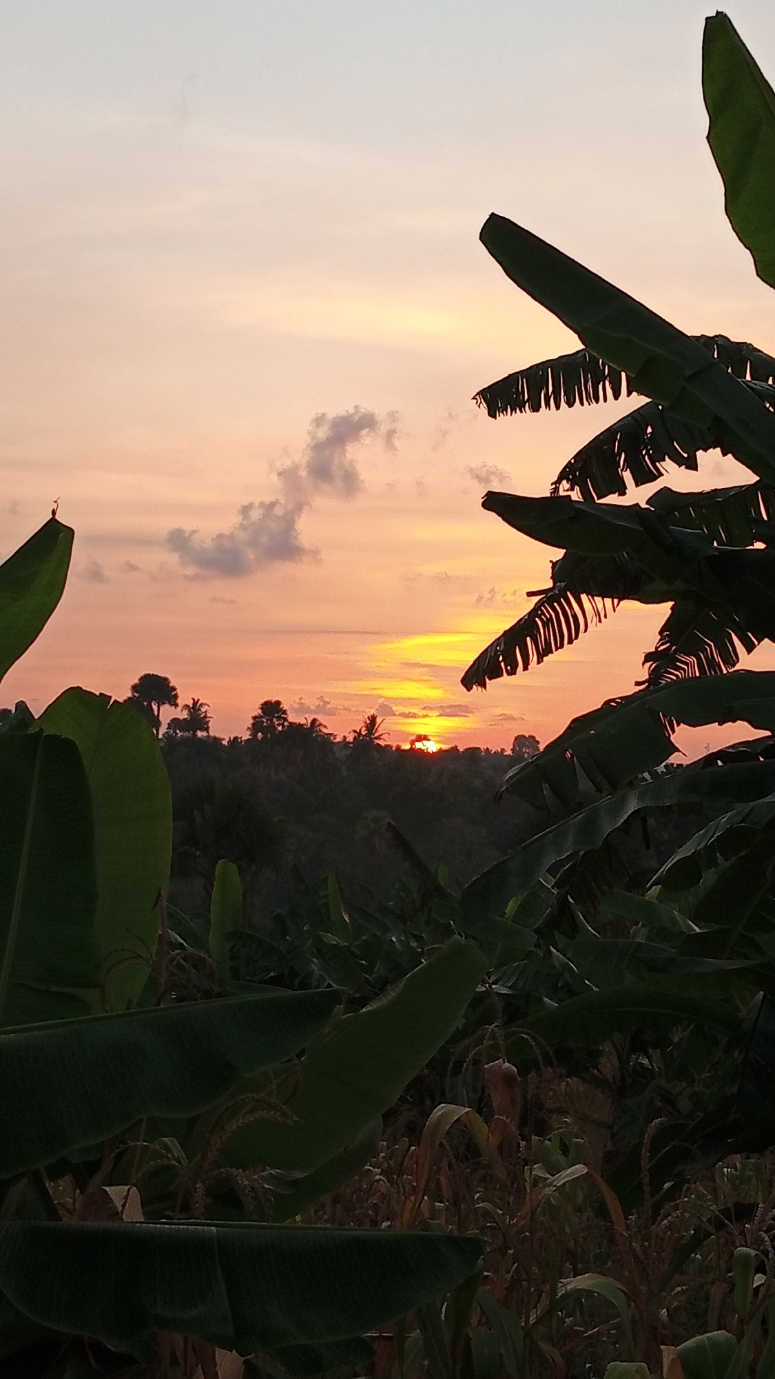 The image depicts a sunset scene in Cotjrat, Indonesia. The sky is a gradient of soft orange, yellow, and pink hues, with scattered, wispy clouds. The sun, a bright orange orb, is partially visible on the horizon, casting a warm glow. In the foreground, large, dark green banana leaves are silhouetted against the sky, framing the view. Beyond the leaves, a lush, green landscape of trees and vegetation stretches across rolling hills. In the distance, silhouetted palm trees and other tropical flora are visible. The overall impression is one of serene natural beauty at dusk.