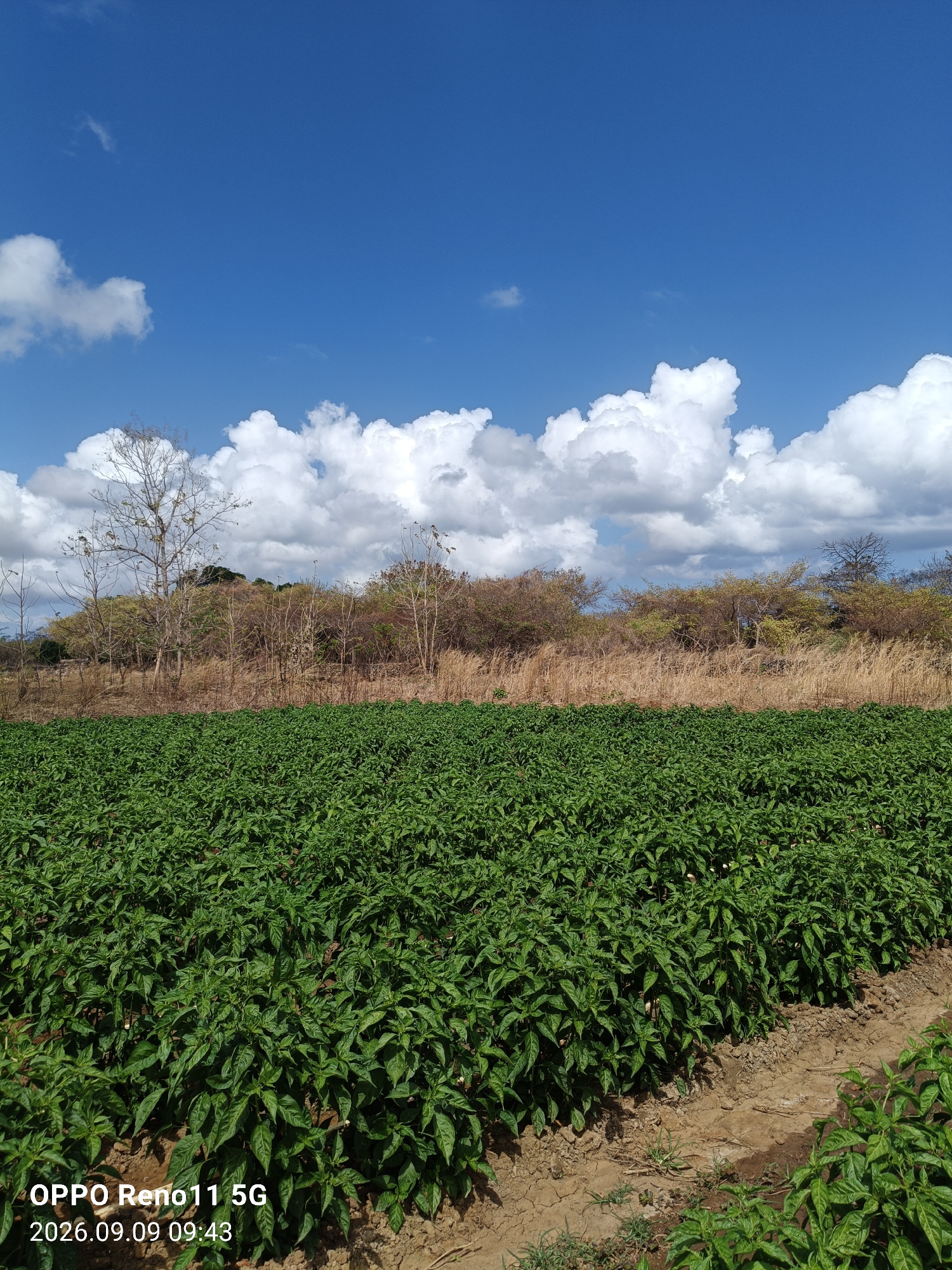 A wide-angle shot captures a cultivated field of green plants under a bright blue sky dotted with white, puffy clouds. The field, possibly chili plants given their dense, leafy appearance, stretches across the lower half of the frame. A dirt path or uncultivated strip runs diagonally through the right side of the field. In the background, a band of dry, golden grass and scrubby trees with sparse foliage is visible, leading up to a gentle slope covered in vegetation. A few bare-branched trees stand out against the distant landscape. The overall impression is a rural agricultural scene bathed in sunlight. The bottom left corner of the image displays a timestamp and phone model: "OPPO Reno11 5G 2026.09.09 09:43". This image is from Otan, Indonesia.