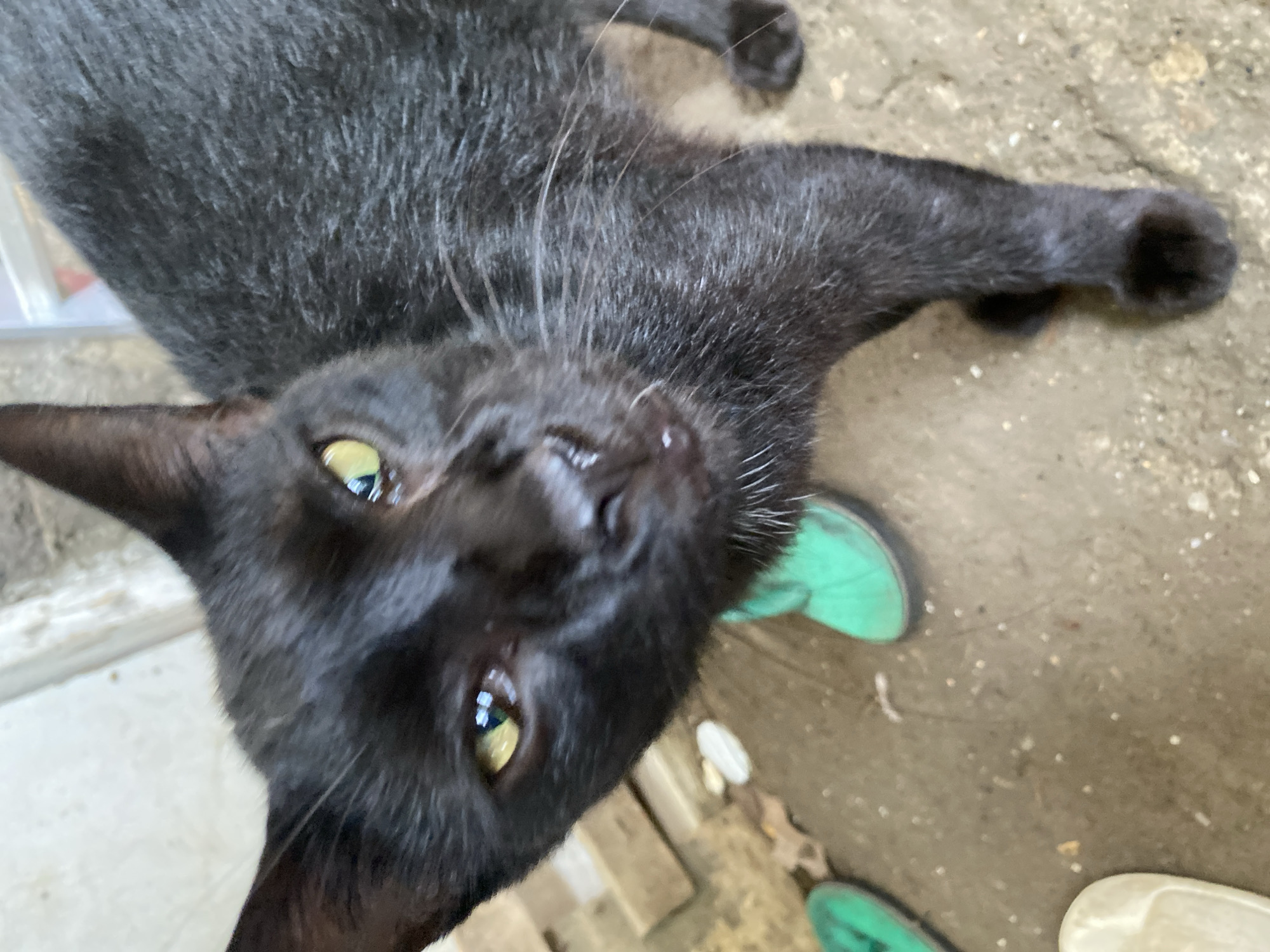 An upward-angled close-up depicts a black cat looking directly into the camera in an outdoor setting in Davao City, Philippines. The cat's fur is dark and appears slightly coarse, with visible individual hairs. Its eyes are a distinct yellowish-green, reflecting light and showing horizontal pupils. The area around its nose and mouth appears wet. White whiskers extend from the right side of its face. The cat's body is angled to the right, with its front right paw and part of its left front leg visible on a light gray, textured ground. The ground is concrete or dirt, scattered with debris including dried leaves and small white fragments. Portions of two teal-green sandals are visible on the ground, one on the left and one on the right, along with a cream-colored sandal in the lower-left corner. A blurred light-colored wall or structure is present in the upper background.
