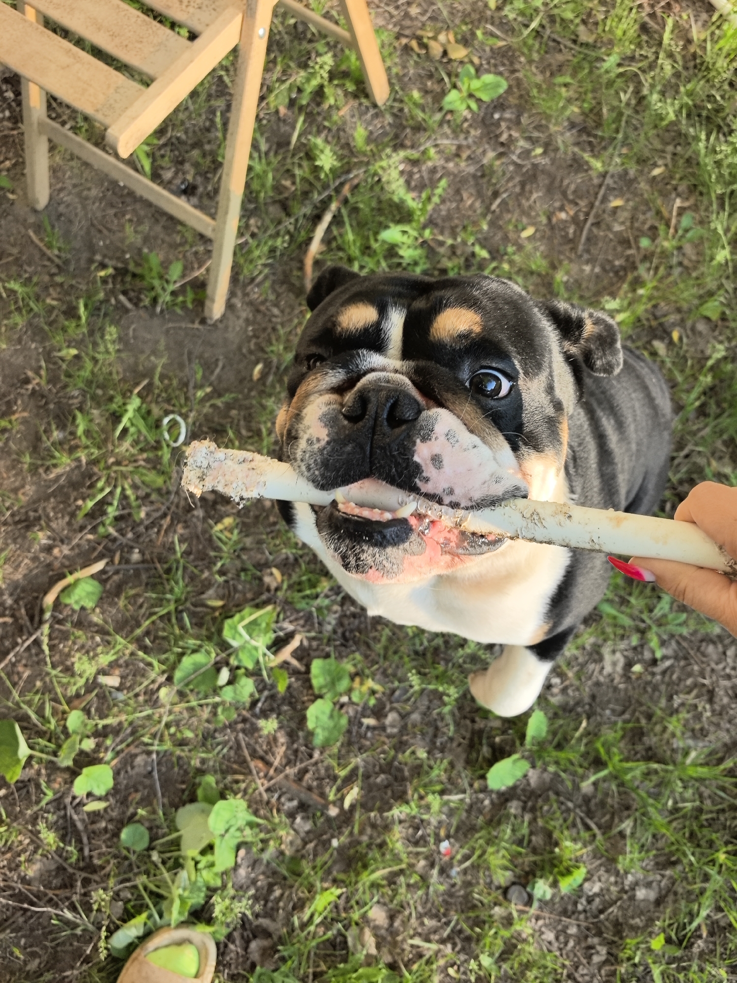 The image depicts an outdoor scene in Noviy, Russia, featuring a tricolored (black, tan, and white) English Bulldog actively chewing on a light-colored, worn dog chew bone. The dog, positioned centrally, looks upwards towards the camera with its mouth open around the bone. A human hand, with red-to-white ombré manicured fingernails, is visible on the right side, holding the opposite end of the bone, engaging in an interactive play session with the dog. The ground consists of unpaved soil mixed with sparse green grass and scattered dry foliage. In the upper left quadrant, the lower section of a light-colored wooden folding chair is visible. The toe of a light brown sandal with a green insert is partially visible in the bottom left corner. The scene is illuminated by natural daylight.