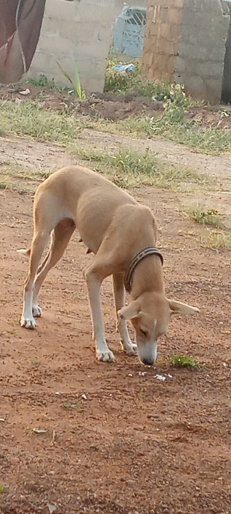 A light brown dog with white markings on its face and chest is foraging on the ground. The dog is wearing a dark collar with a light-colored pattern. The dog is in an outdoor setting, with dry, reddish-brown dirt and patches of sparse green grass. In the background, there are partially visible structures made of concrete blocks and a fence made of metal bars. A small green plant is growing in the soil near the structures. The lighting suggests it is either early morning or late afternoon. The location appears to be a semi-urban or rural area in Gumel, Nigeria.