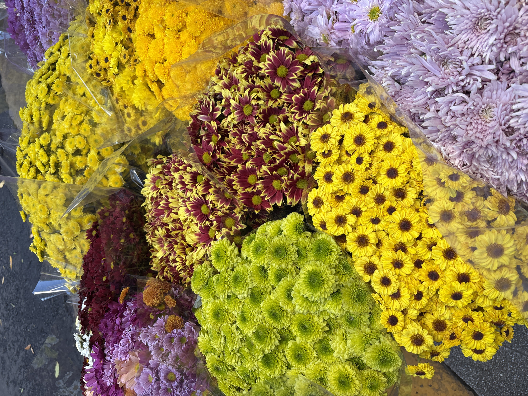 This vibrant, high-angle close-up shot captures a colorful display of various chrysanthemum bouquets, likely at a flower market or street stall in Buenos Aires, Argentina. The scene is dominated by an abundant arrangement of fresh flowers, tightly bundled and individually wrapped in clear plastic, presented side-by-side to showcase their diverse hues.
Prominently featured are large clusters of bright yellow chrysanthemums, some with darker brown centers resembling daisies. Adjacent to these are striking bouquets of burgundy flowers with contrasting bright yellow tips, adding a rich, jewel-toned element to the display. Further on, there are voluminous bundles of light green, almost lime-colored, chrysanthemums with dense, rounded petals. Delicate shades of lavender and light purple flowers, some with long, spiky petals, are also visible, creating a soft contrast to the bolder colors. In the bottom left, a hint of darker purple and orange flowers suggests even more variety.
The clear plastic wrapping around each bouquet reflects light, indicating a bright, possibly sunny, daytime setting. The background elements are minimal, suggesting a paved surface, possibly asphalt, on which the flowers are arranged. No people or text are visible in the frame. The overall impression is one of freshness, abundance, and a lively celebration of color, typical of a bustling market environment.