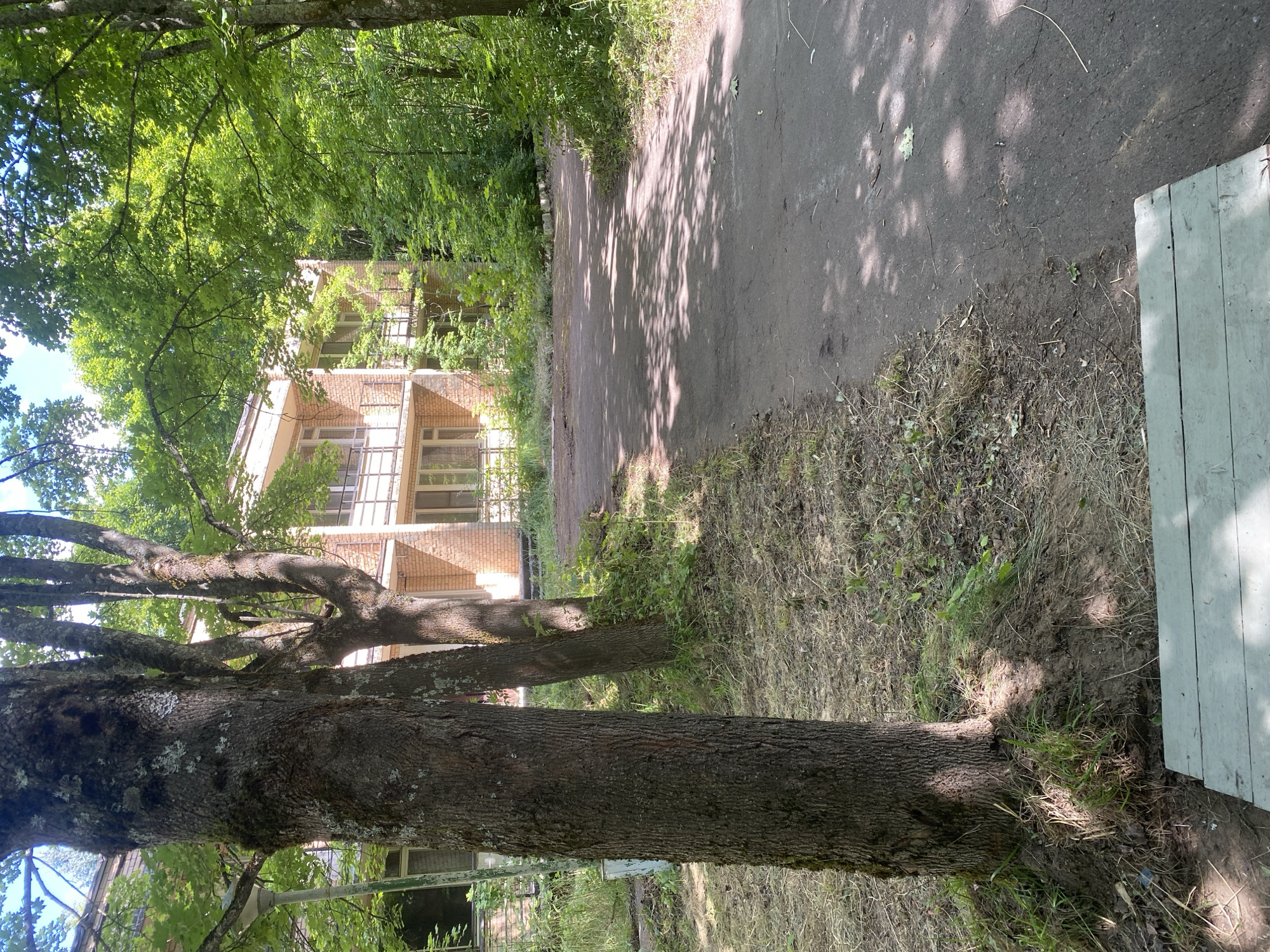 The image depicts a serene outdoor scene with a brick building partially obscured by lush green trees. In the foreground, a path paved with dark asphalt winds through the area, dappled with sunlight filtering through the leaves. To the left of the path, a large tree trunk with textured bark stands prominently, its base surrounded by dry grass and exposed soil. Further back, another tree trunk is visible. Beyond the trees, the multi-story brick building features white-framed windows and balconies with railings. The overall environment suggests a tranquil, possibly abandoned or secluded location. This scene is located in the city of Shelkovo, Russia.