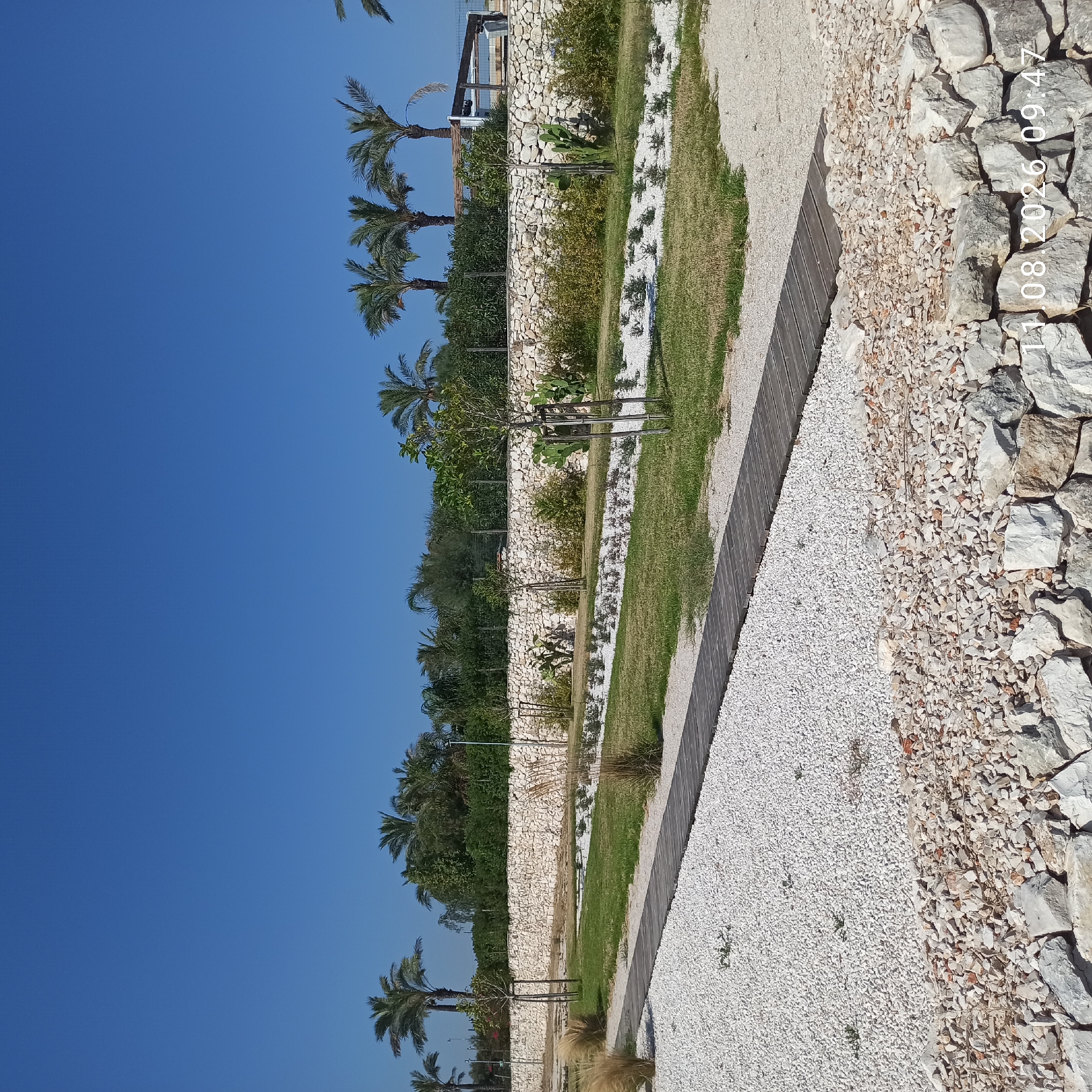 This is a photograph taken outdoors on a sunny day, likely in Molfetta, Italy, given the timestamp. The scene depicts a landscaped area with a clear blue sky overhead. In the foreground, there is a pathway constructed of wooden planks laid over white gravel. This pathway leads diagonally from the bottom left towards the upper right of the frame. To the left of the pathway, there is a large expanse of white gravel with scattered small green plants. To the right of the pathway, there are patches of green grass. Further back, a low wall made of rough, light-colored stones forms a boundary. Beyond the wall, there is dense green vegetation, including bushes and trees, with several palm trees visible rising above the foliage. In the background, a fence and a structure with a wooden roof and supporting beams are partially visible. The image is dated "11.08.2026 09:47". No people are present in the image.