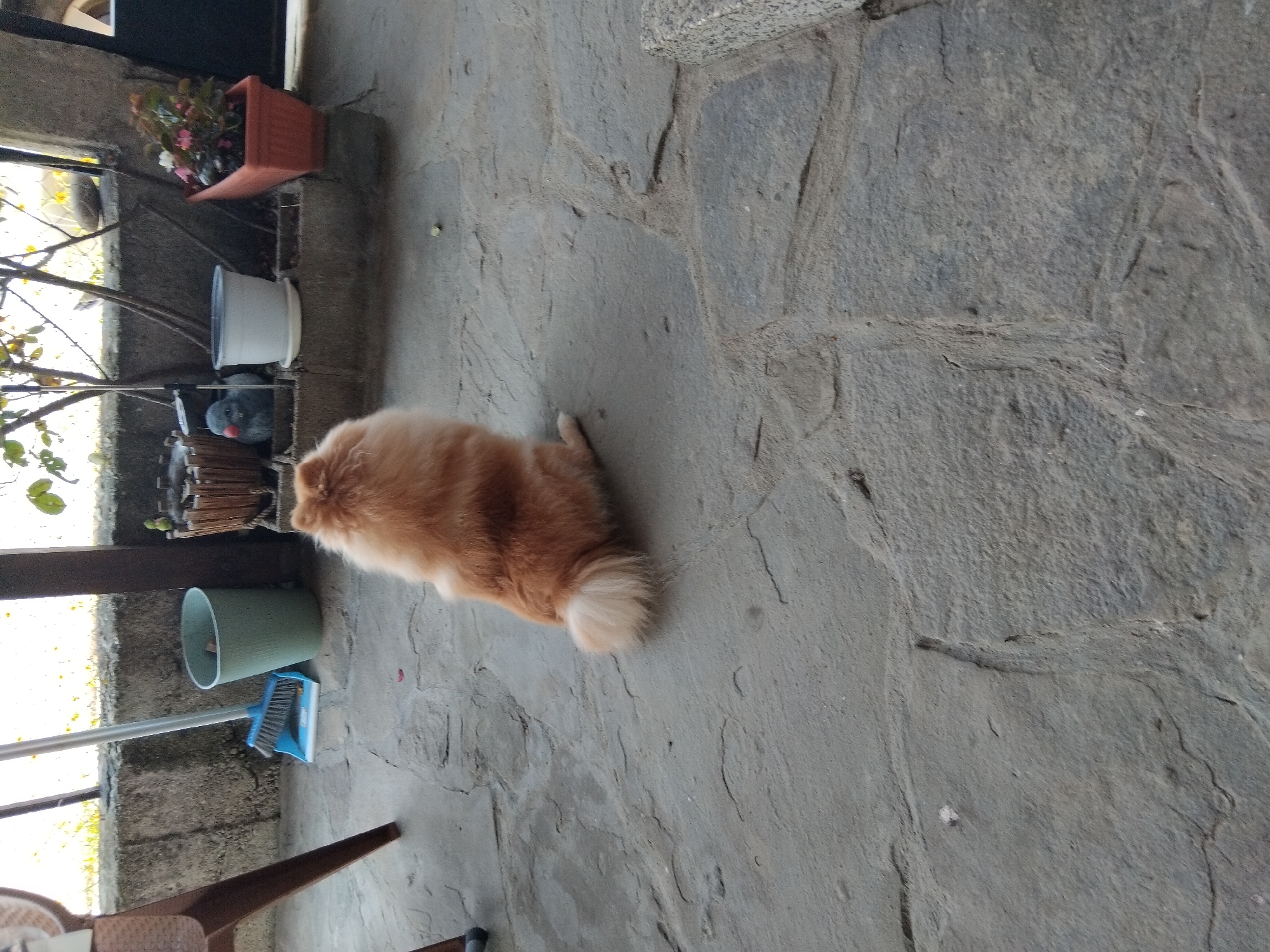 A medium shot captures a fluffy, light brown Pomeranian dog sitting on a grey stone patio. The dog is facing away from the camera, its bushy tail curled up. To the left of the dog, a blue and silver broom and dustpan are propped against a textured grey wall. Behind the broom, a light green trash can stands. Further back, a weathered wooden planter containing what appears to be a dark bird statue with a red beak sits on a low concrete ledge. Next to it, a white pot sits on a grey saucer, and to its right, a rectangular orange planter holds pink and white flowers. The patio is bordered by a low concrete barrier with a metal fence above it. Sunlight casts shadows and highlights the scene, indicating an outdoor setting. The image is likely taken in a residential area in Apriltsi, Bulgaria, possibly a yard or a terrace.