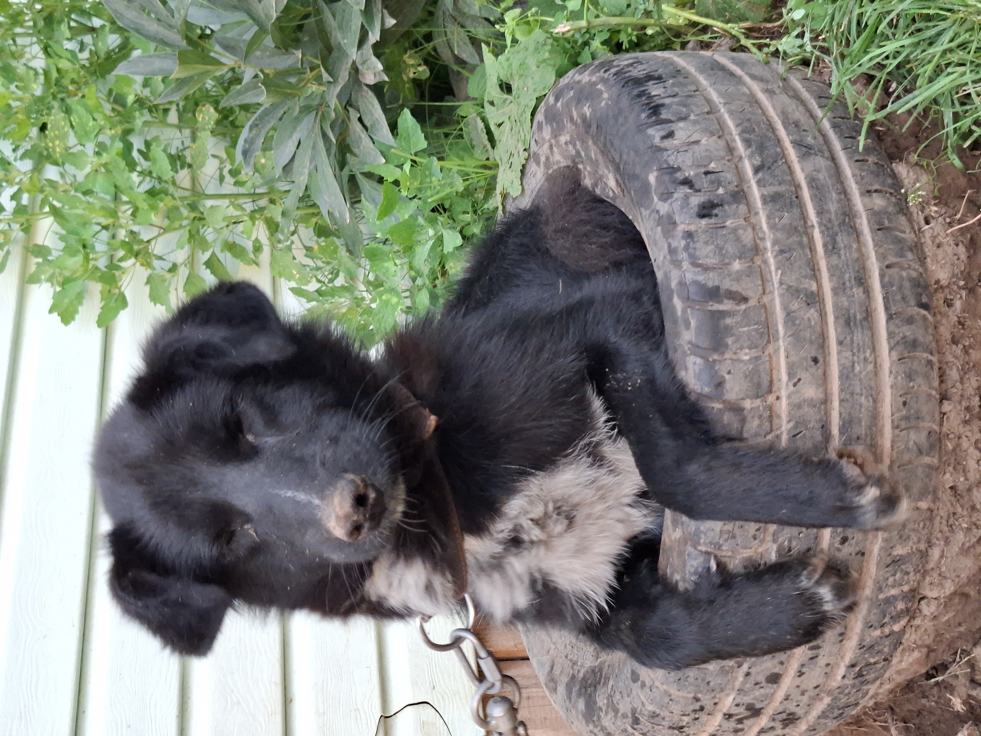 The image shows a black and white dog with its eyes closed, sitting inside a worn-out tire. The dog is wearing a brown collar with a metal chain attached. The background consists of a light-colored, horizontal siding wall and lush green foliage. The tire is placed on the ground, which appears to be dirt. The overall setting suggests an outdoor, possibly rural or backyard environment. There is no identifiable indication of the city of Karsha, Russia within the image.