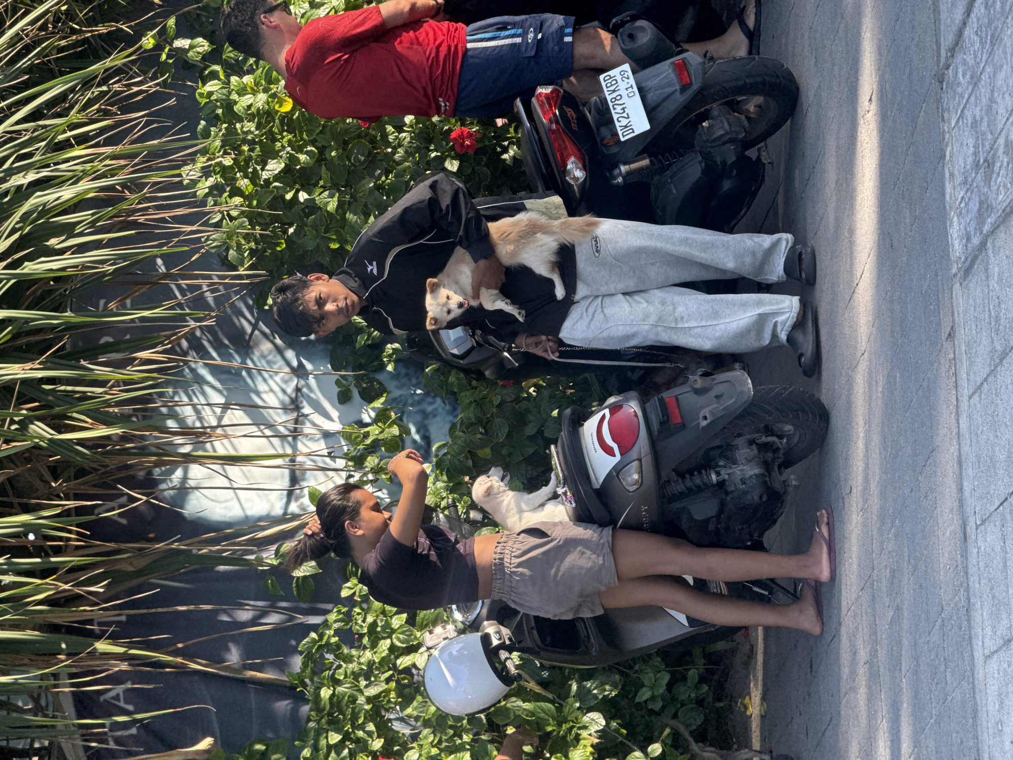 The image shows three individuals with two dogs parked on scooters near a curb in North Kuta, Indonesia. A man wearing a red shirt and blue shorts lies diagonally across the top scooter. A second man in a black jacket and gray sweatpants sits on the scooter in the middle, holding a light brown and white dog. A woman wearing a black t-shirt and khaki shorts sits on the third scooter and is seen with a white dog. A white helmet is placed on the scooter near her. License plates are visible on the scooters, one reading "DK 2478 KBP." Greenery surrounds the scooters.