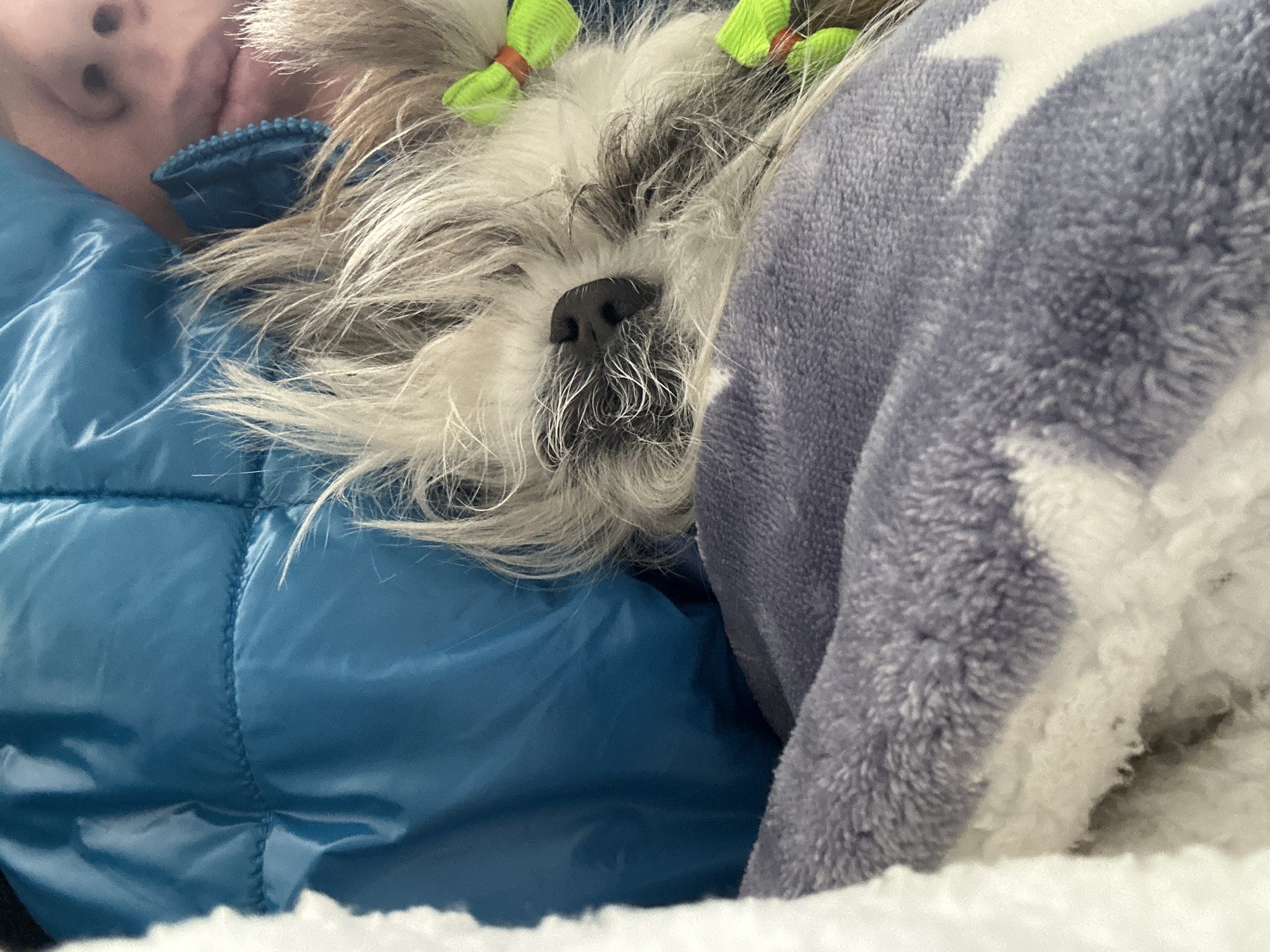 A person and a small dog are snuggled together. The person is wearing a blue, puffy jacket. The dog is lying against the person, partly covered by a grey and white blanket with a star pattern. The dog has white and grey fur, a black nose, and light green bows in its hair. Part of the person's face is visible. The environment seems to be indoors. The location of Tbilisi, Georgia is not evident in the image.