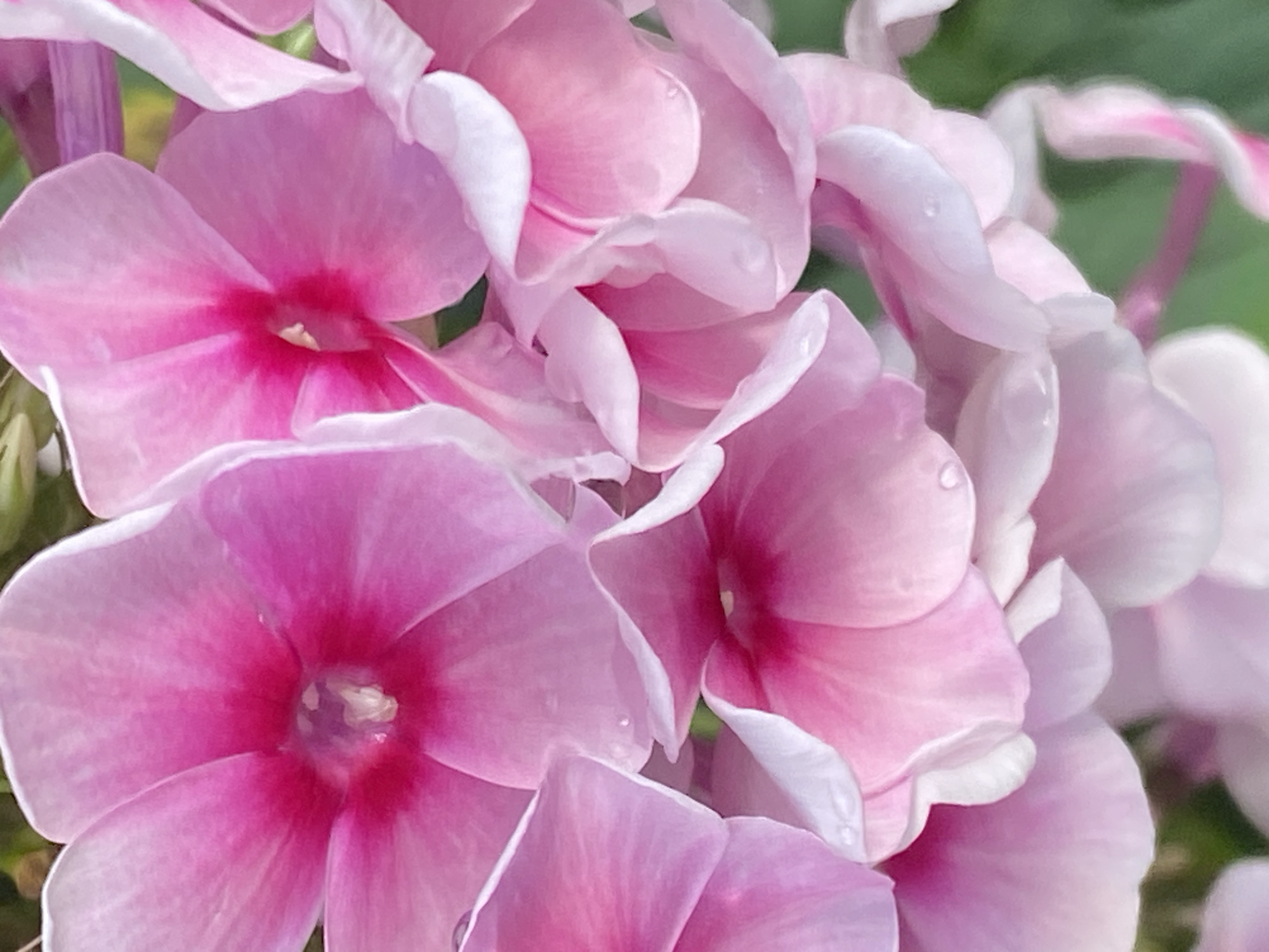 The image is a close-up, vertically oriented photograph of several pink phlox flowers. The petals are a soft pink, with deeper magenta in the center of each bloom. Some petals have delicate white edges, and a few small water droplets are visible on the surfaces, suggesting recent rain or dew. The background is a blur of green, indicating foliage. The flowers are clustered together, filling the frame. The image does not contain any information that would allow for identification of a specific location within the city of Novokuznetsk, Russia.