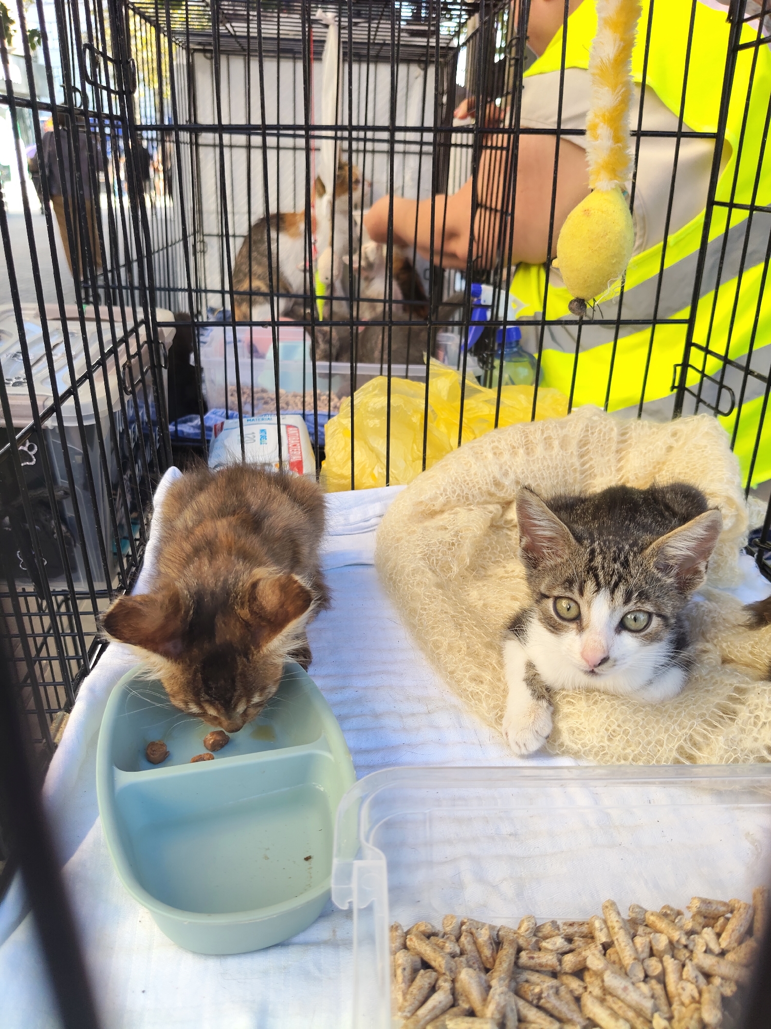 The image shows two kittens inside a black metal cage, with a person wearing a yellow reflective vest in the background. The kitten on the left is a tabby and is eating from a light blue food bowl. The kitten on the right is a calico and is lying on a cream-colored knitted blanket. There are also containers of what appears to be cat food and a blue spray bottle visible in the cage. The setting appears to be outdoors, with foliage visible through the bars of the cage. This scene is likely in Chișinău, Moldova.