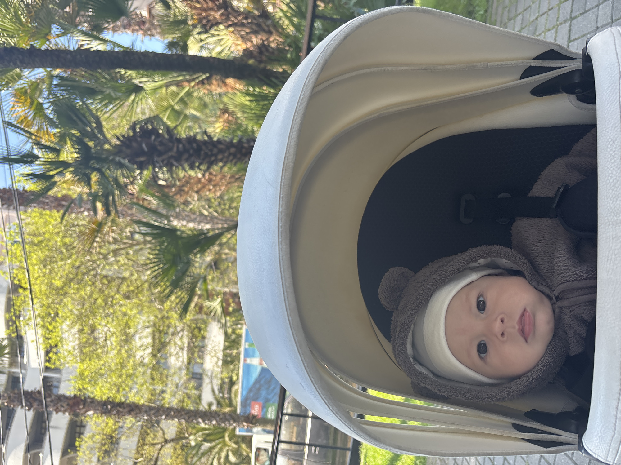 A medium shot captures a baby in a stroller. The baby is wearing a white hat and a gray bear-eared hoodie. The stroller has a white, oval-shaped hood. Outside, the photo was taken in Sochi, Russia. Palm trees and other greenery are visible. A building with windows and a tourist information banner are in the background. The scene appears to be outdoors on a sunny day.
