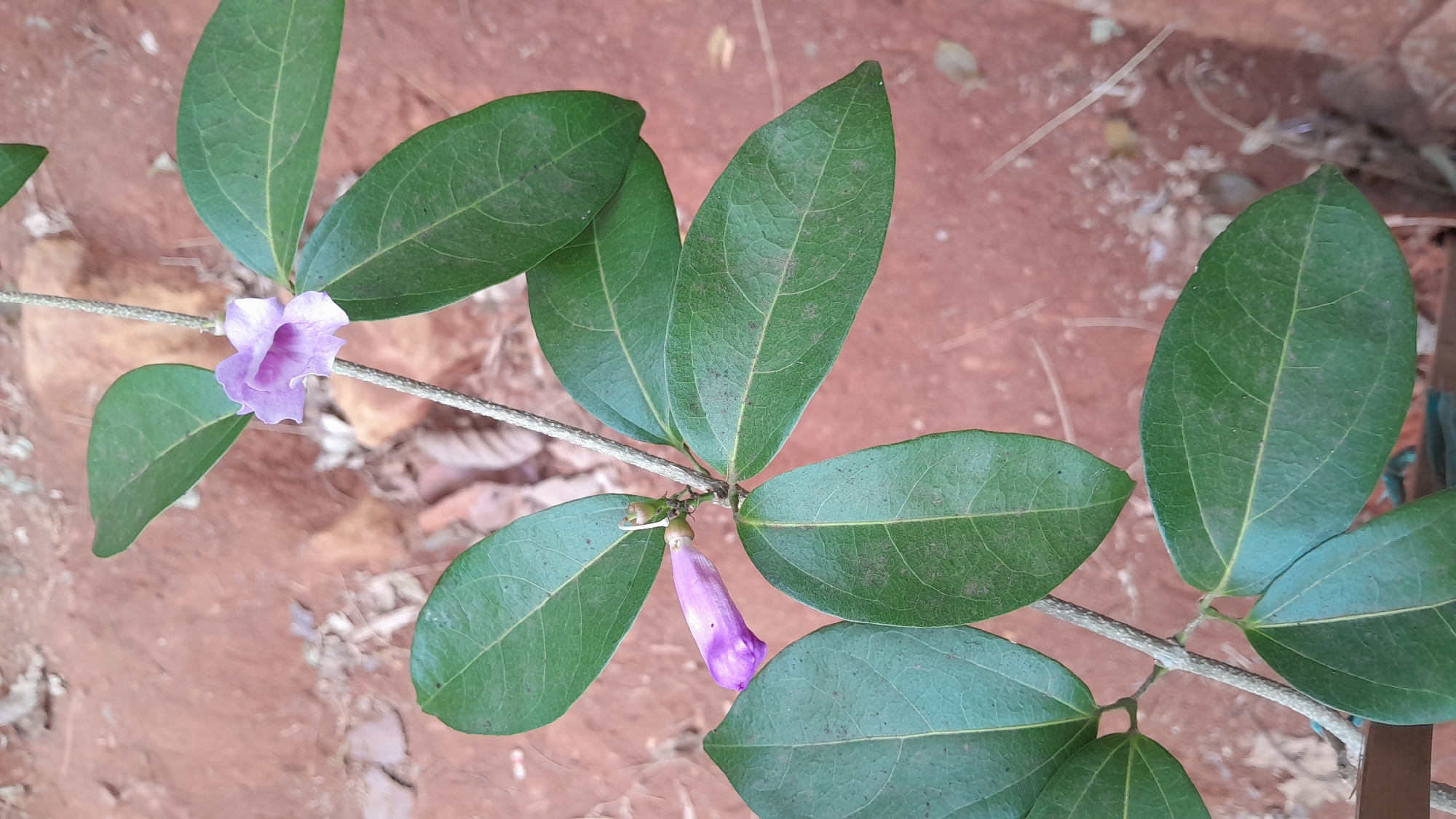 A close-up shot features a vine with large, oval-shaped, deep green leaves and two purple flowers. One flower is fully bloomed with visible petals and a darker purple interior, while the other is a closed bud. The vine has a textured, light brown stem with a rough surface. The background consists of reddish-brown soil with scattered debris, suggesting an outdoor, possibly garden or natural environment. The image does not provide any specific information about the city of Sumedang, Indonesia.