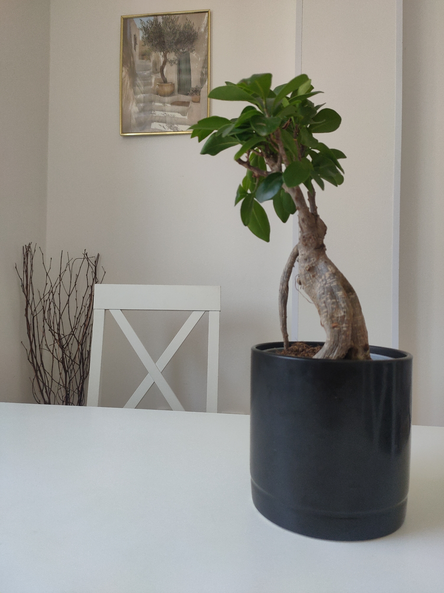 A bonsai tree in a black pot is placed on a white table. Behind the tree, a white chair with an X-shaped backrest is visible, along with a bundle of dry branches. On the wall behind the chair, a framed picture of a Mediterranean-style scene with an olive tree on stone steps is hanging. The environment appears to be an indoor setting, likely a home, with neutral-colored walls. There is no information in the image to suggest a location in Zrenjanin, Serbia.