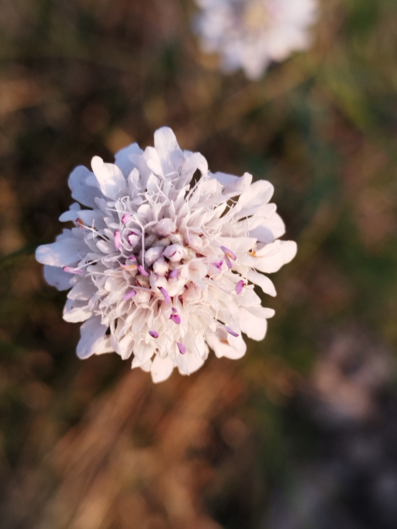 A close-up, shallow depth of field photograph shows a single white flower with delicate, layered petals. The center of the flower features small, purple stamen. The background is softly blurred, showing earthy tones of brown and green, suggesting an outdoor, natural setting. There is no indication of the city of Vidra, Romania, or any human presence.