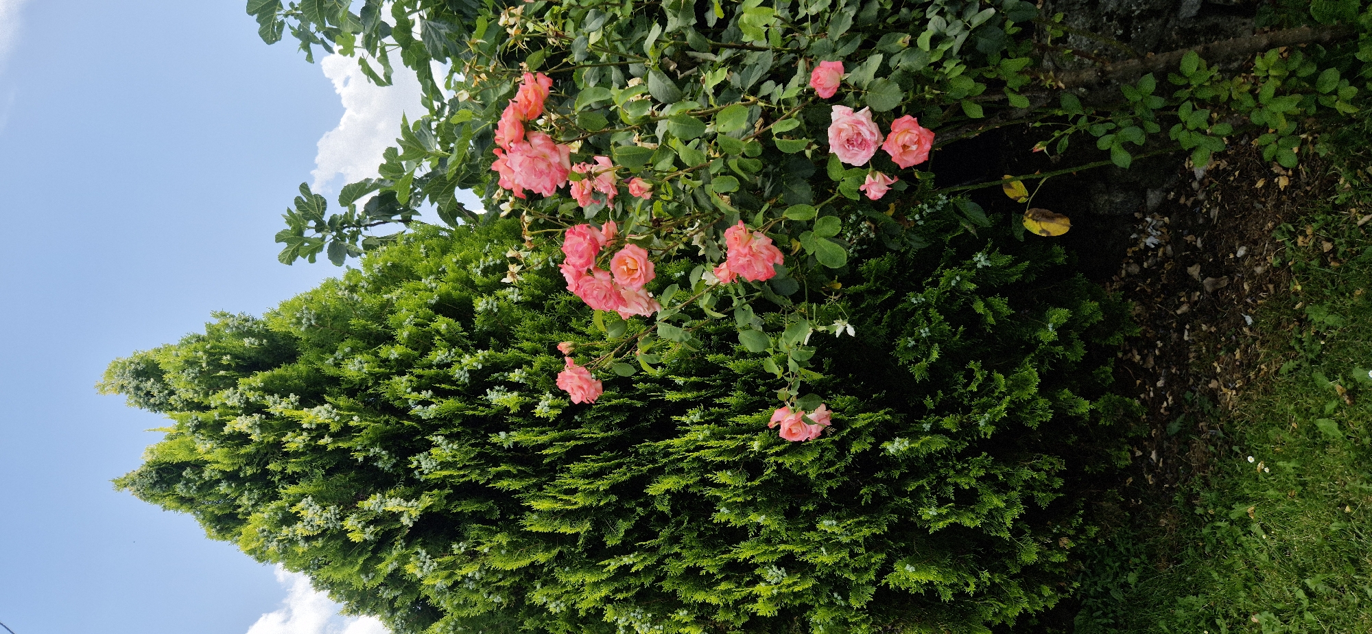 The image captures a close-up view of a garden scene with a prominent focus on a cluster of pink roses and lush green foliage. The roses, in various stages of bloom, are scattered across the upper portion of the frame, their delicate petals a soft pink. They are set against a backdrop of dense green leaves and branches, with some leaves appearing slightly darker and more mature than others.
In the lower and left parts of the image, a large, dense evergreen shrub or tree dominates, its feathery needles a vibrant green. The texture of this plant is finely detailed, creating a rich tapestry of greenery. Interspersed within this foliage are small, light-colored buds or flowers, adding subtle accents.
The upper left corner of the image reveals a bright blue sky with a few wispy white clouds, suggesting a clear and pleasant day, likely daytime given the brightness. The overall lighting indicates a sunny environment, casting subtle shadows on the leaves and flowers.
To the right of the frame, the scene transitions to a darker area, showing more of the rose bush's stems and leaves, some of which are beginning to yellow and droop, indicating the natural cycle of growth and decay. Further to the right and bottom, dry leaves and soil are visible, leading to a patch of green grass. The overall mood is serene and natural, highlighting the beauty of the garden. No people or text are visible in the image.