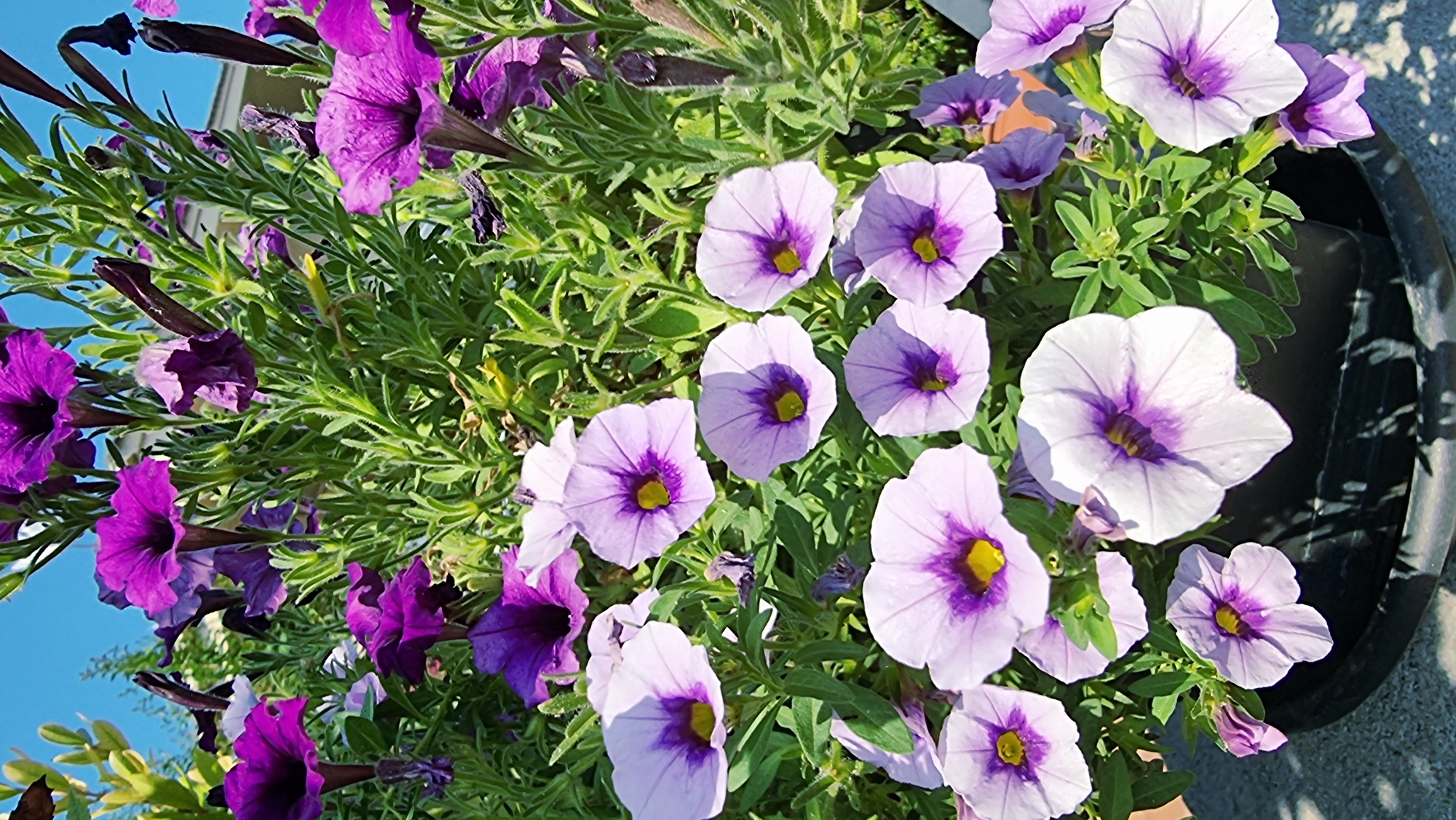 A close-up, eye-level shot captures a vibrant display of purple and lavender petunias in bloom. The flowers, in various stages of opening, reveal deep purple throats with lighter, trumpet-shaped petals. Some buds are also visible. The surrounding green foliage is lush and slightly blurred, indicating a shallow depth of field. The background shows a clear blue sky and hints of a building and tree branches. The flowers are planted in a black pot, which is partially visible at the bottom of the frame. The scene suggests a sunny day in a garden setting. There are no people or animals present, and no actions or interactions are depicted. The image is taken outdoors, likely in La Canya, Spain.