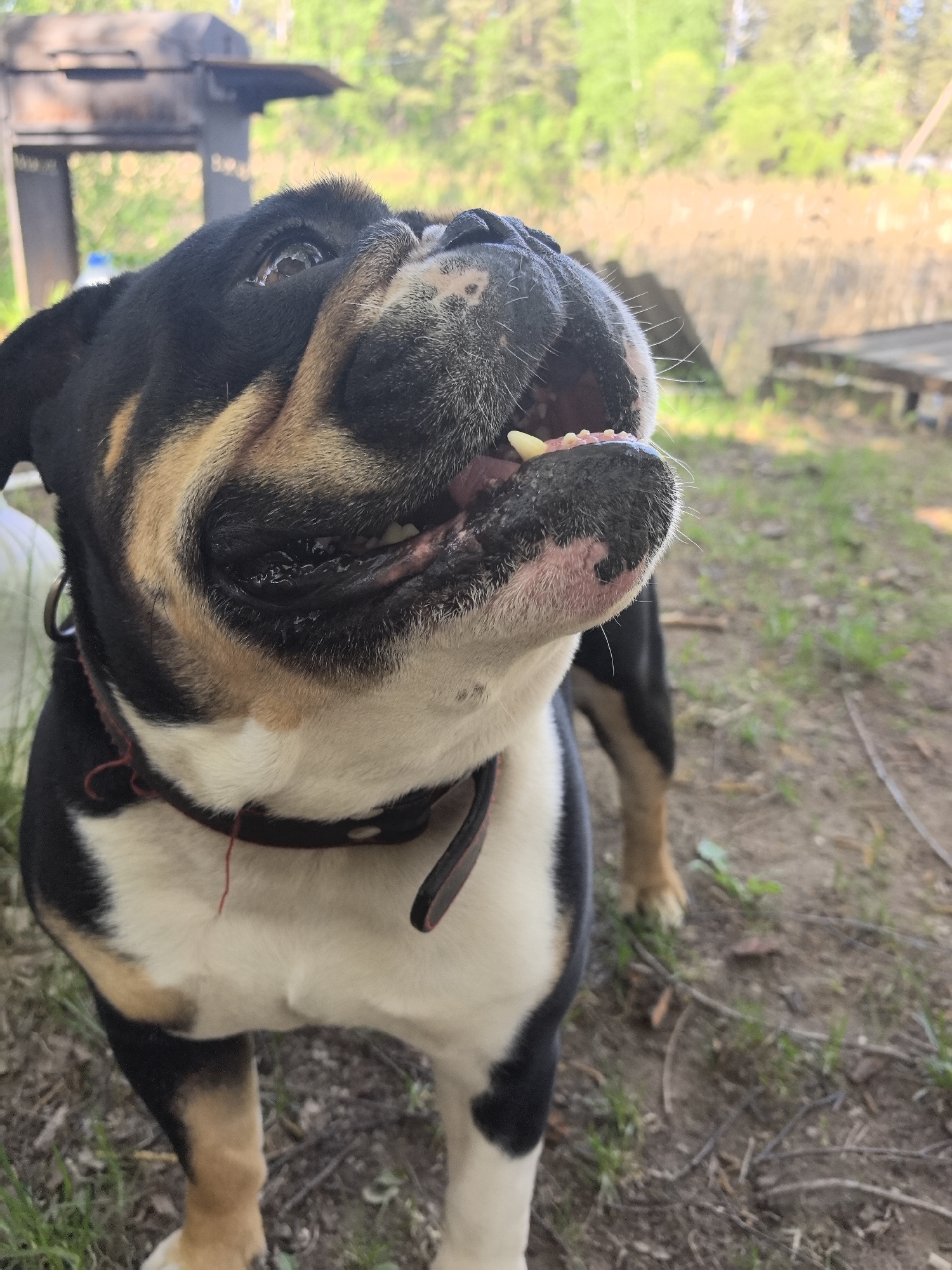 The image features a bulldog in an outdoor setting. The dog has a black, tan, and white coat, and is wearing a black collar with a red string hanging from it. The dog's mouth is slightly open, revealing its teeth. The background consists of grass, dirt, and some greenery, suggesting a yard or park. A metal grill is visible in the upper left corner, with a wooden structure behind the dog in the mid-right. The location of the image is not discernible as Noviy, Russia based on visual information.