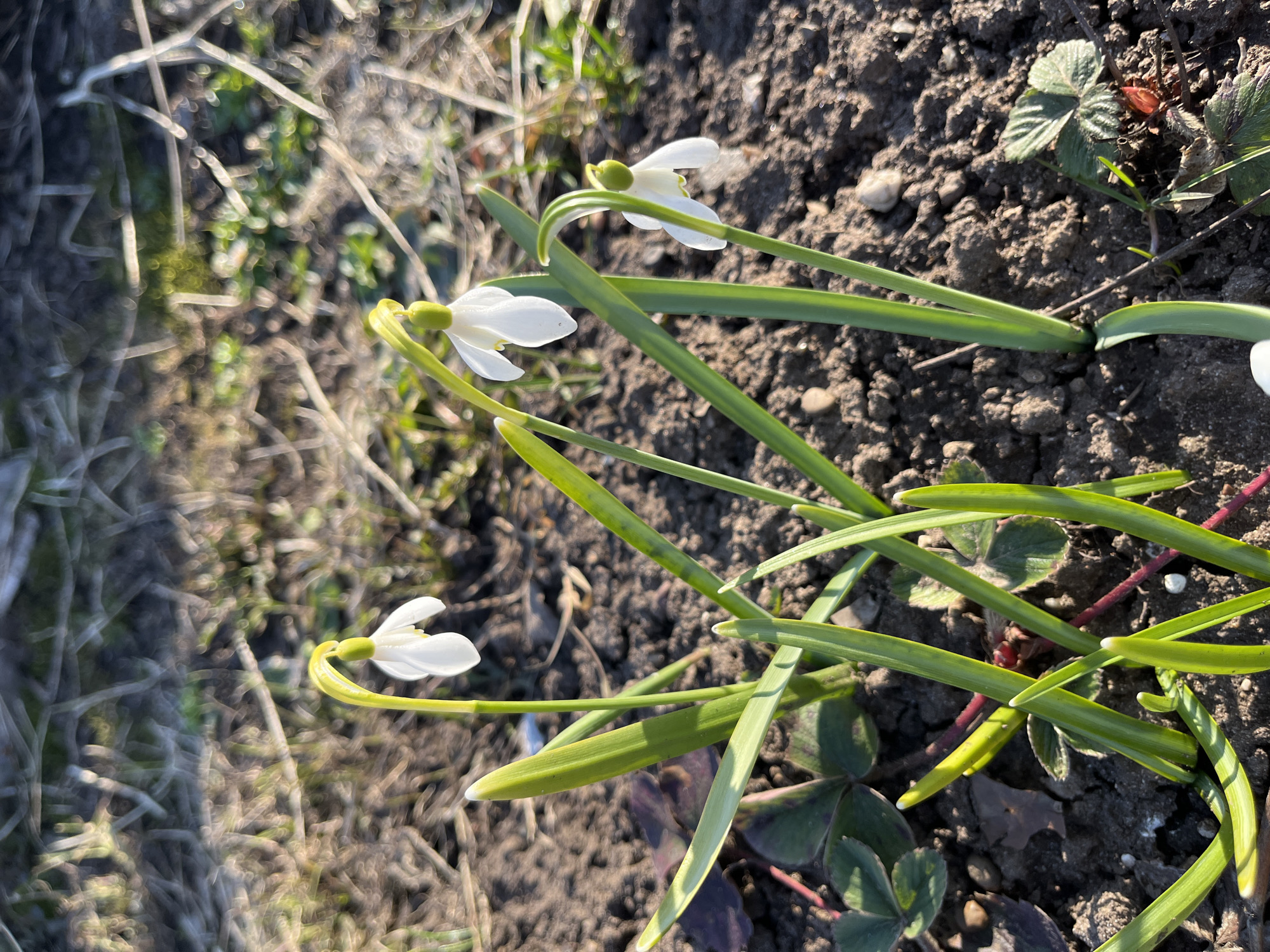 The image displays a close-up, eye-level view of three delicate white snowdrop flowers (Galanthus) with their slender, vibrant green leaves. The snowdrops emerge from dark, textured soil, which contains small pebbles and fragments of other plant matter. Each flower features pristine white petals and a small, light-green bud-like structure at the top of its gracefully curving green stem.
The flowers are predominantly on the right side of the frame, angled upwards towards the sun. Surrounding the base of the snowdrops, there are small patches of other low-lying green plants, possibly clover or strawberry leaves, some exhibiting reddish stems. The background is softly blurred, showing a mix of light-colored, dry plant stalks and faint green vegetation, suggesting an outdoor setting.
The scene is illuminated by bright, clear sunlight, indicating daytime and clear weather. The light highlights the fresh green of the leaves and the pure white of the petals, casting soft shadows. The blooming snowdrops signify early spring and new beginnings. This natural setting, potentially a garden or woodland edge in Chaikovsky, Russia, captures the resilience and beauty of flora awakening after winter. No text is visible in the image.
