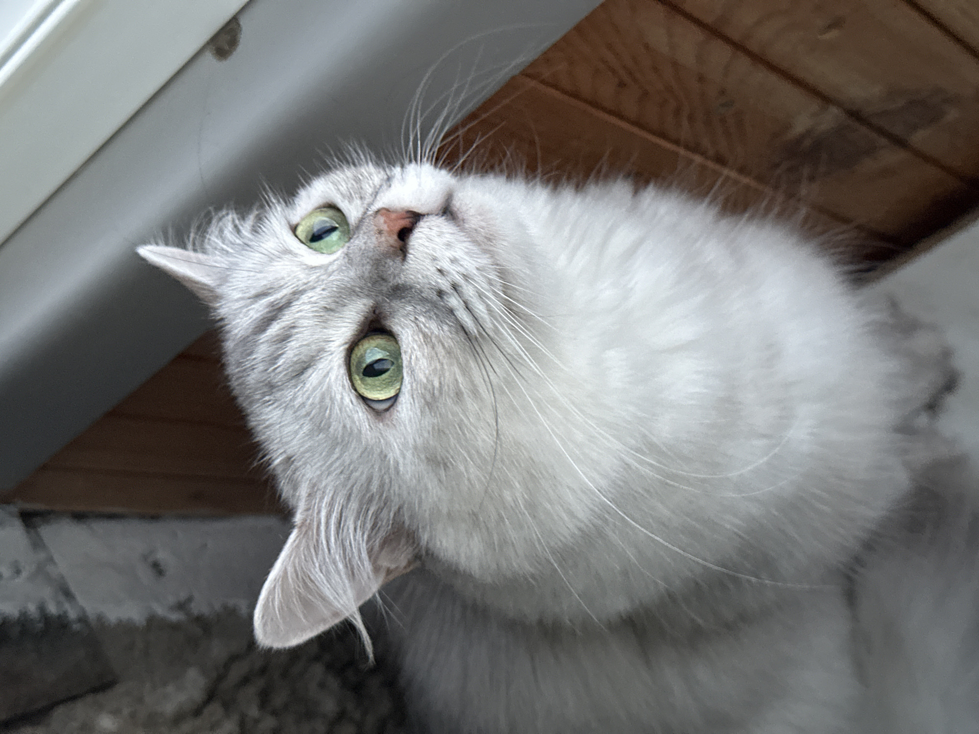 A fluffy, silver-grey cat with striking green eyes is the subject of this close-up photograph. The cat is looking upwards and to the right, with its ears slightly perked. Its fur is a mix of light grey and white, with darker grey tabby markings visible on its face. The background appears to be an indoor setting, with a textured wall on the left and what looks like wooden flooring or furniture on the right. The lighting suggests it may be near a window, with light falling on the cat's face. There is no information available to determine the location in the city of Energetik, Russia.